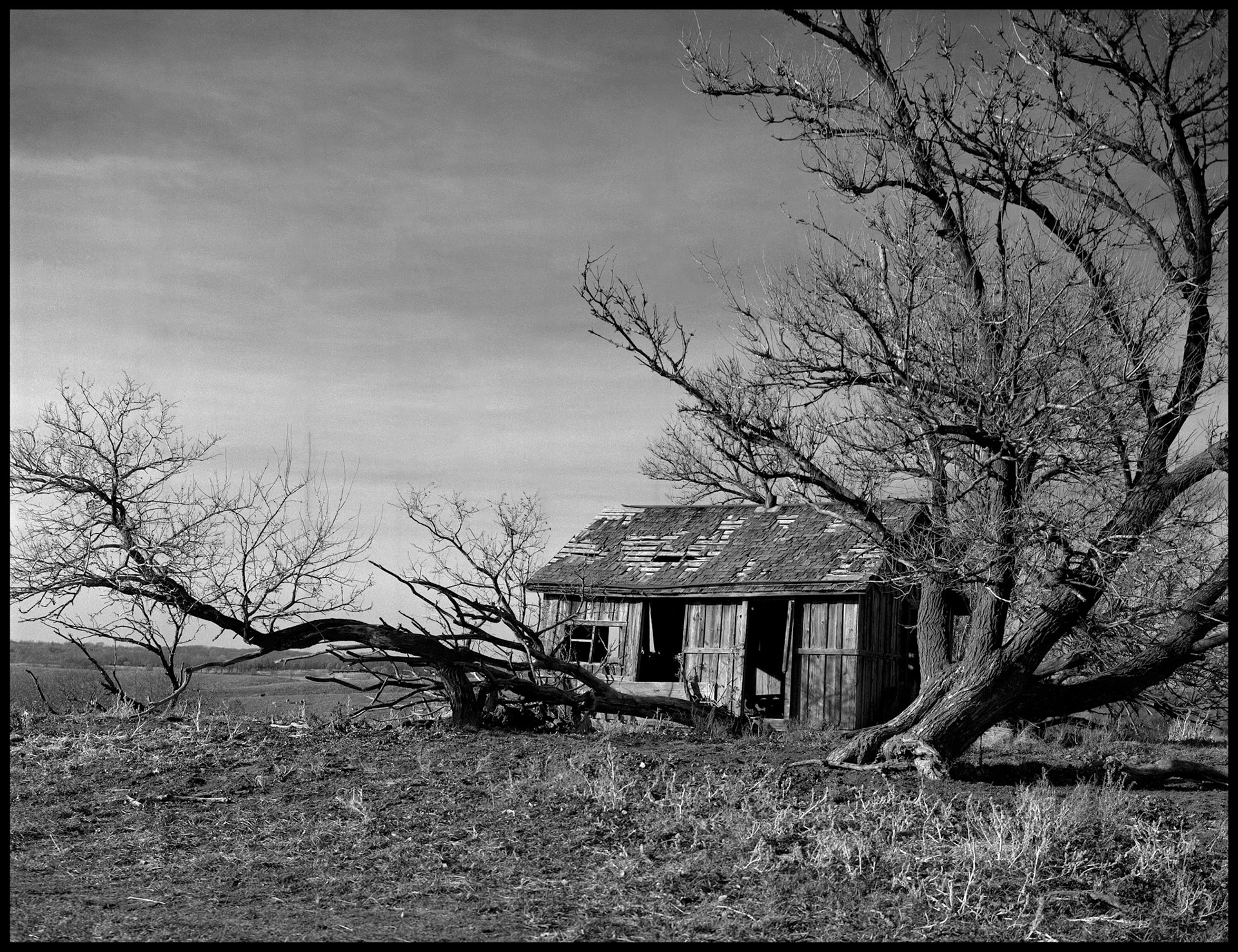 A rustic scene in black and white of an old cabin converted into a farm building with bowed and fallen trees framing it in a pasture. Near New Boston, Missouri on Highway JJ. 1980