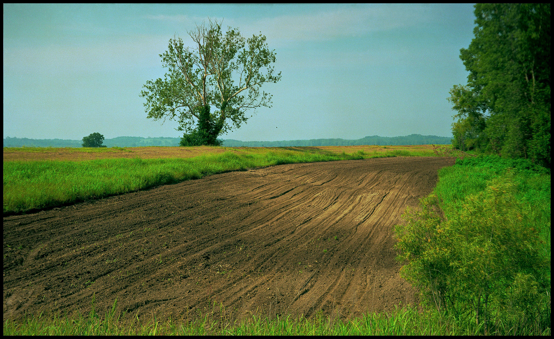 A sprawling solitary tree next to a plowed field in the Missouri river bottoms near Easley, Missouri USA 1990