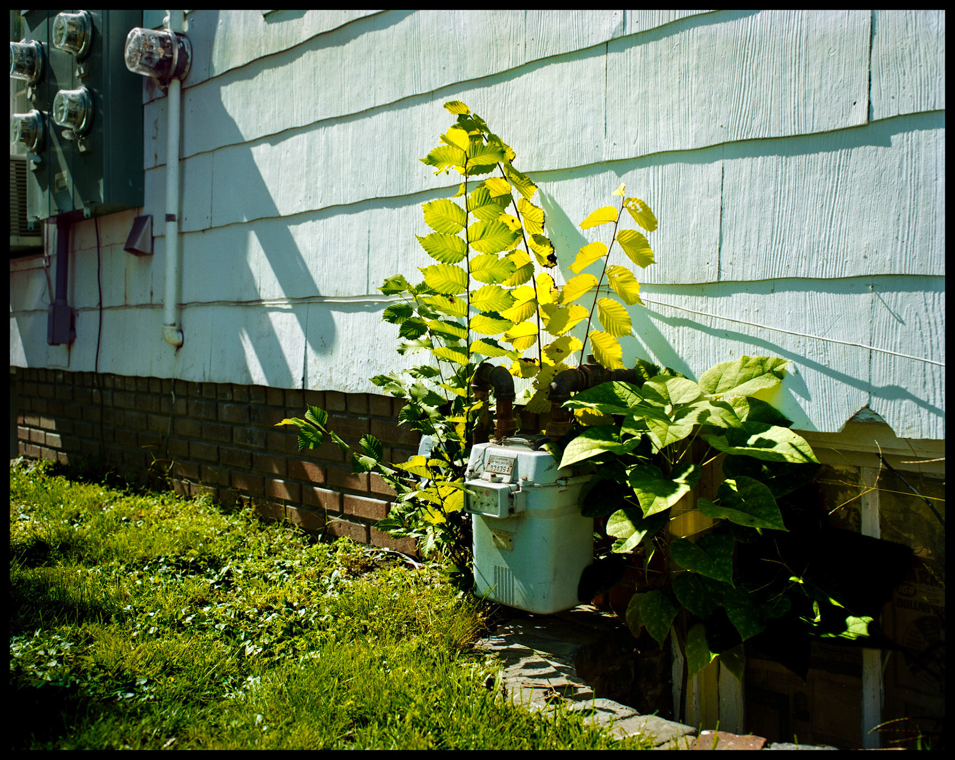 A sprouting plant nestled behind a gas meter of an old house. Kirksville, Missouri, 1984.