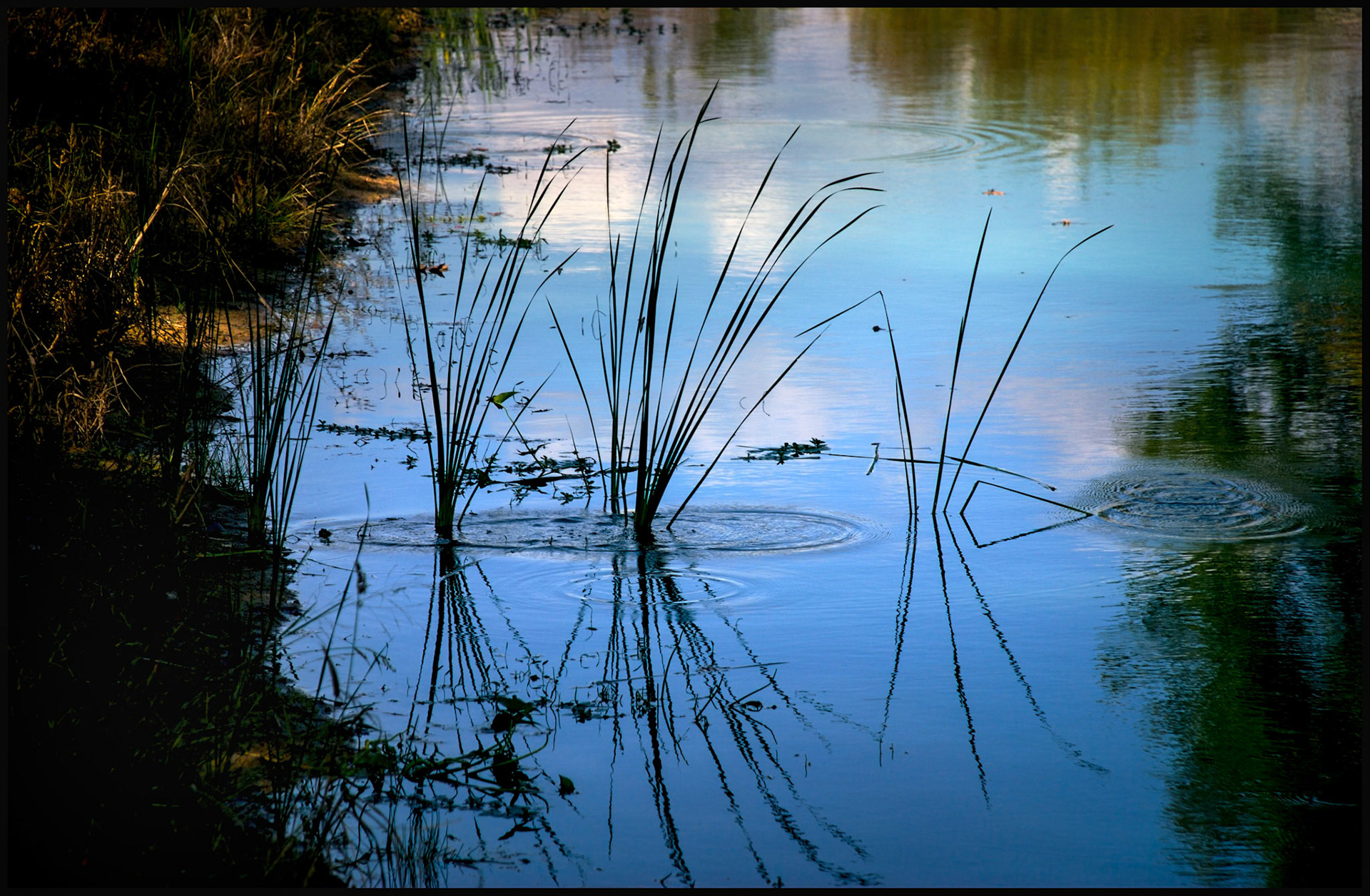 A minimal abstract nature scene of silhoutted watergrass and the reflection of a tree, clouds, and blue sky on the ripppled water of a rural Missouri pond.