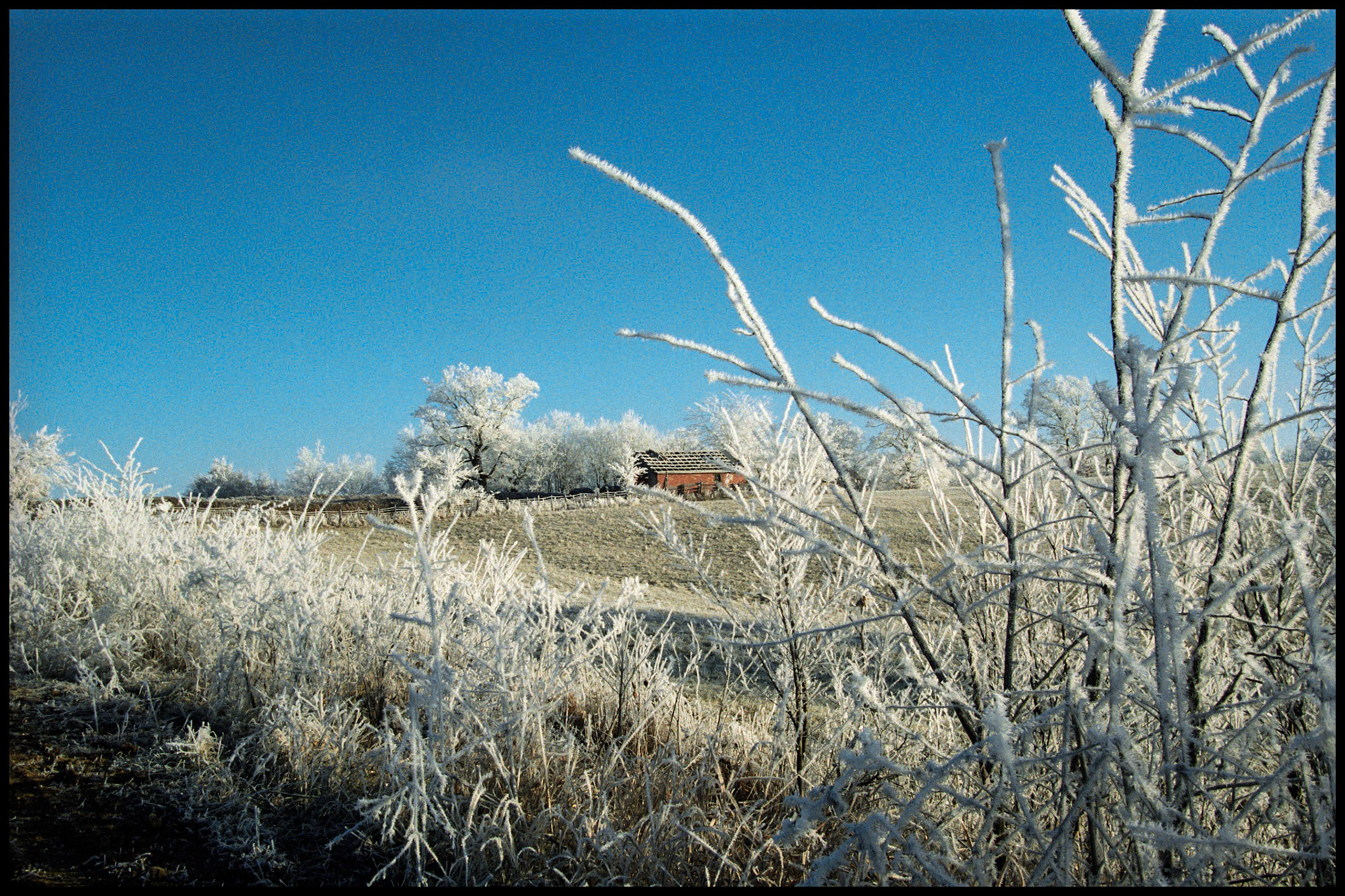 A pastoral scene of a hillside with heavily frost or frozen fog covered trees, grass, and a fence row leading up to a barn bathed in warm early morning light contrasted by the cool pastel blue of the sky in the background. Near Pure Air Missouri, 1994.