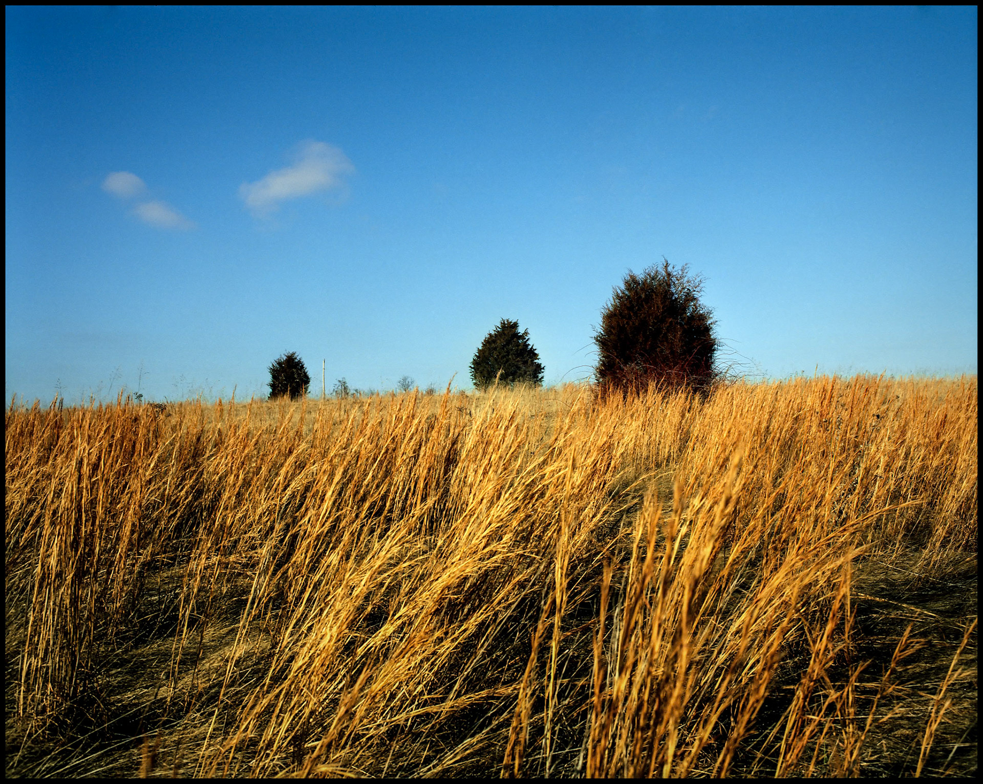 Three cedar trees at the crest of a hill with a couple of wispy clouds in the sky and flowing golden grass in the foreground. Near Hinton, Missouri 1988