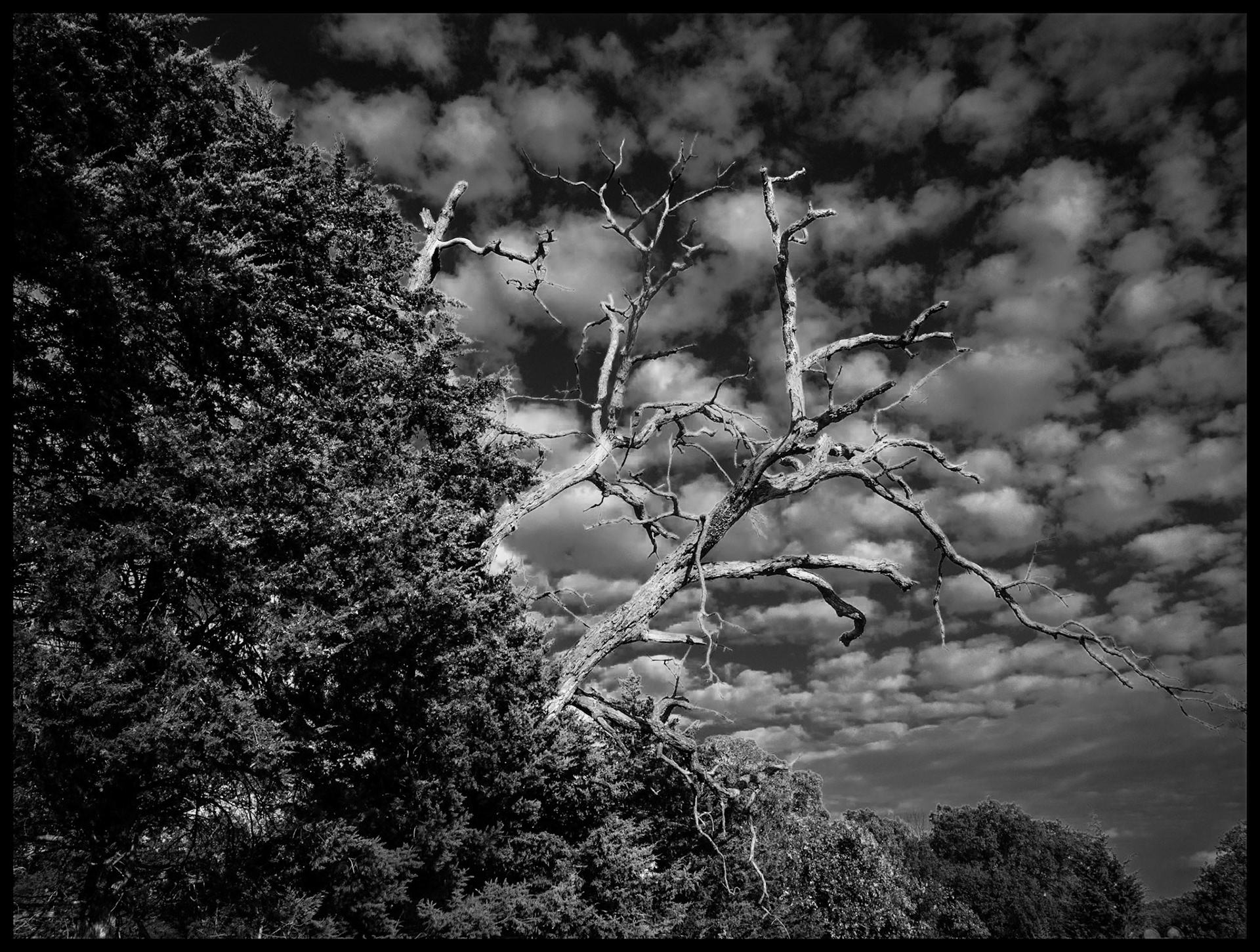 The branches of a dead tree sticking out from the surrounding live trees highlighted by the afternoon sun contrasting the dark sky behind. Near Novinger,  Missouri. 2023