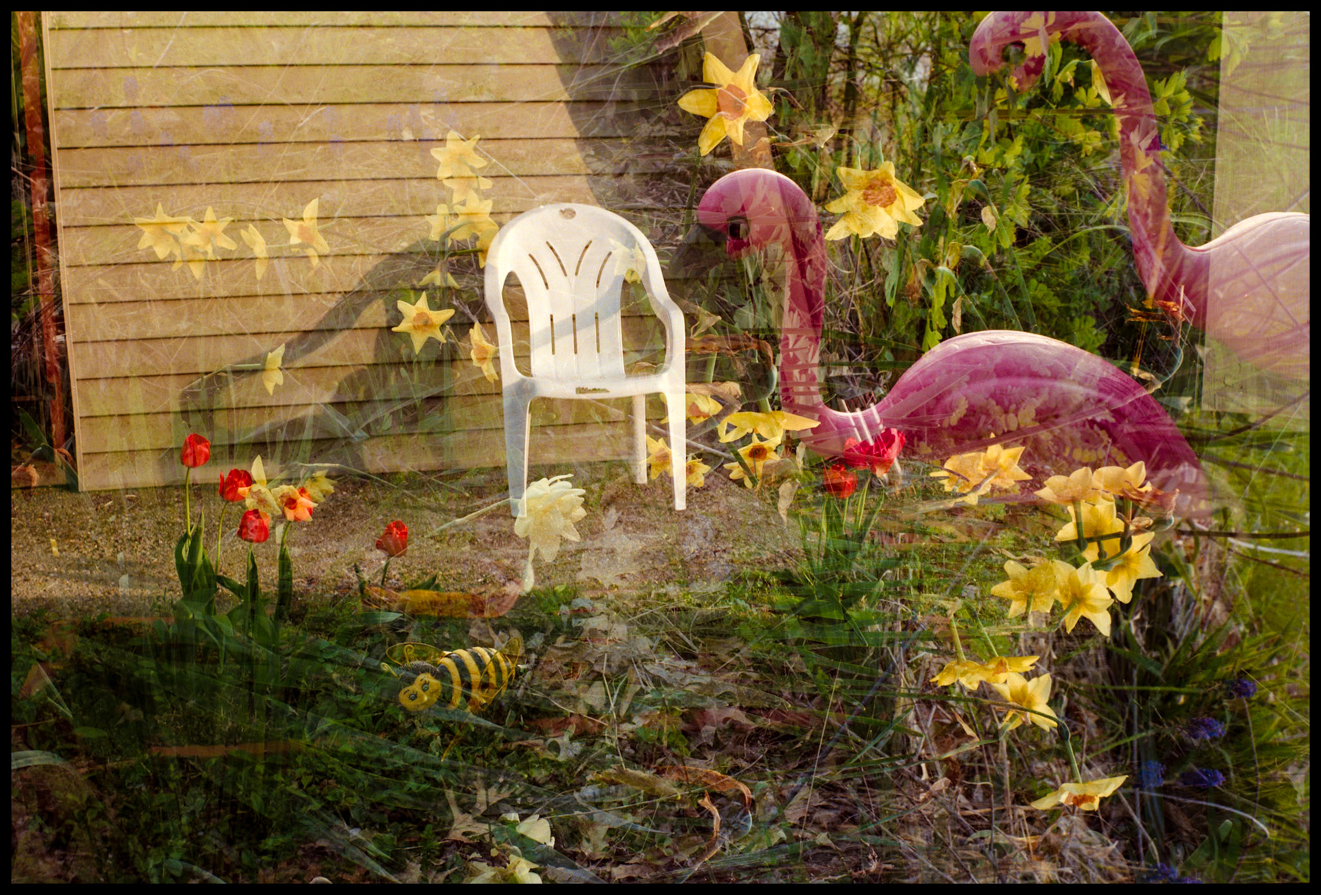 A double exposed image of a chair in front of a house and spring tulips overlayed by plastic novelty pink flamingos and a bumblebee in a flower garden. Rocheport, Missouri 1993