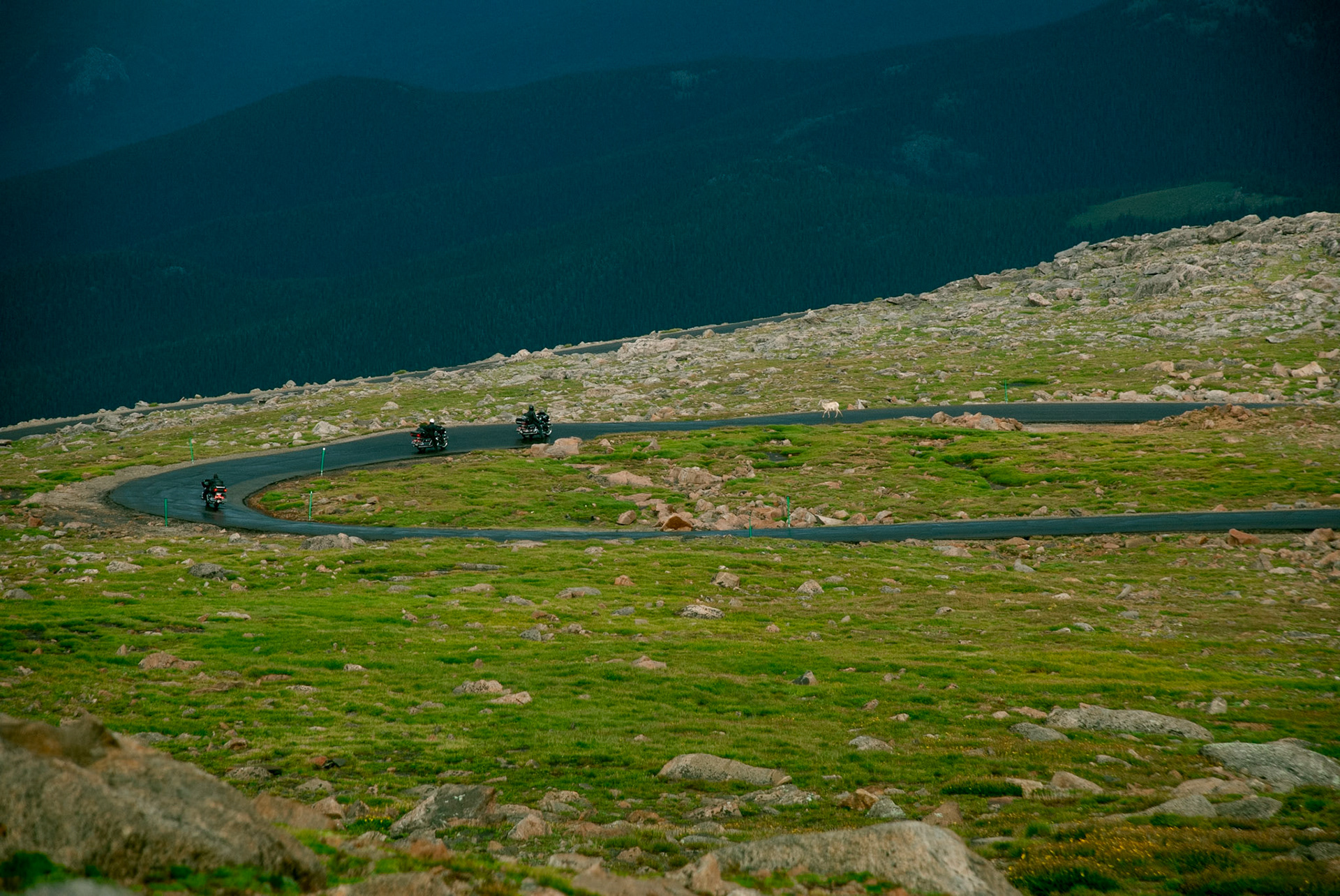 A view from Colorado's Mount Blue Sky Scenic Byway, the highest paved road in the USA, showing three motorcycles and a Bighorn Sheep traveling the road. Near Idaho Springs, Colorado, 2007.