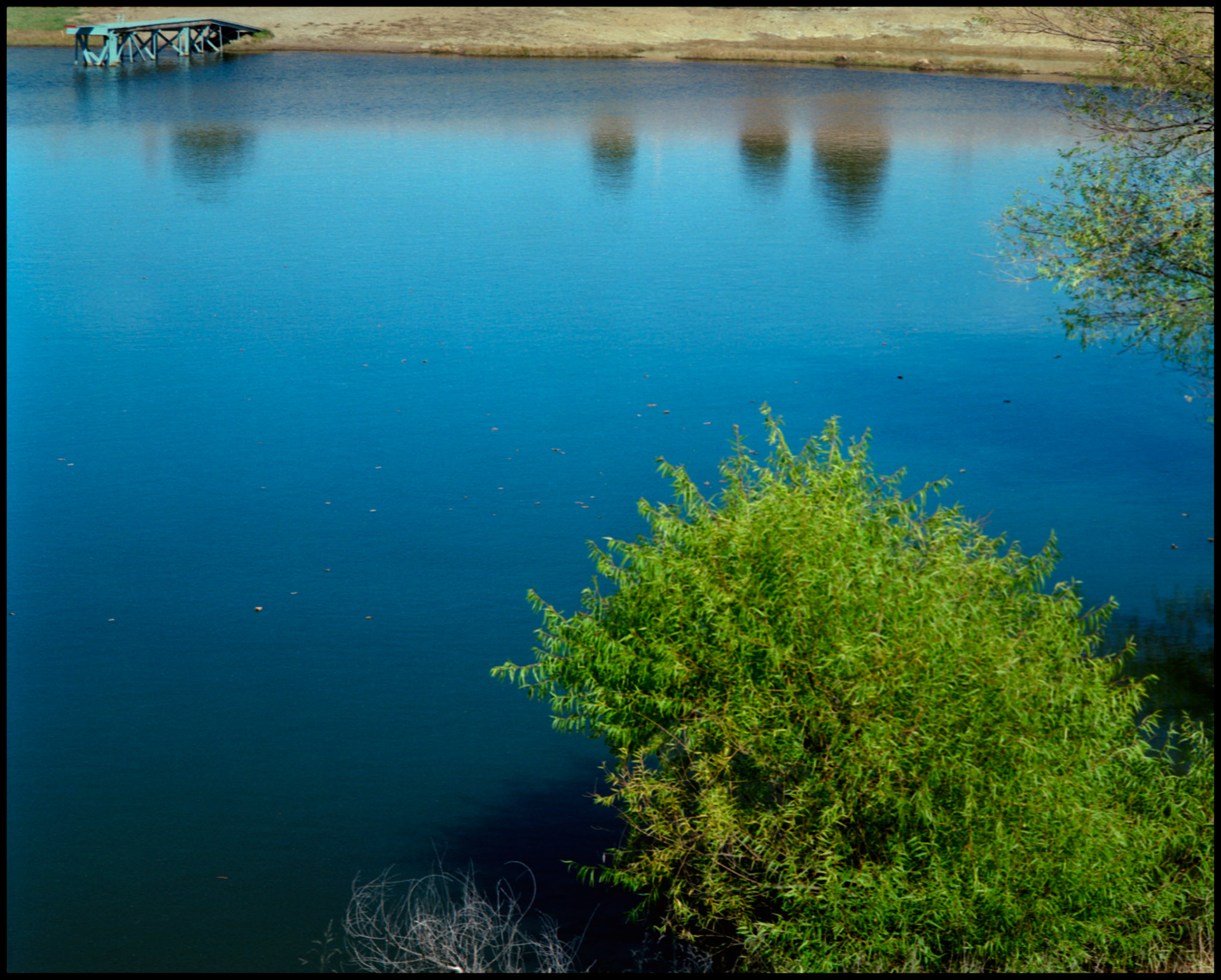 Reflection of Three Cedar Trees in a blue lake with a dock and green bush in the foreground, near Hinton, Missouri 1988