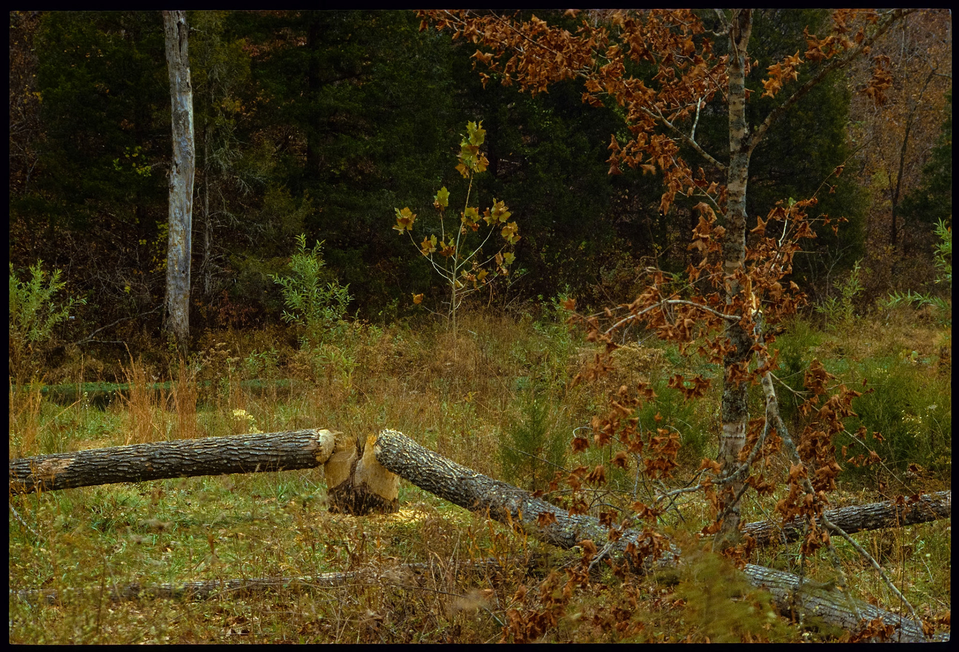 Twin trees fallen by beavers at the edge of an Autumn forest in the Missouri Ozarks, Alley Spring near Eminence, Missouri 1987