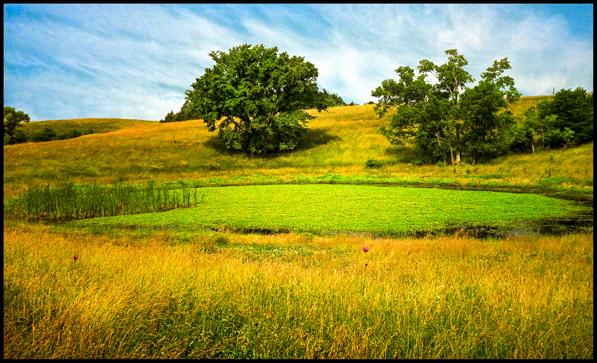 A golden grass and tree covered hillside with a lily covered pond at the base with a group of cattails in the corner and a couple of pink poppy flowers adding a colorful contrasting counterpoint to the foreground and wispy cirrus clouds giving another texture to the sky background. Near Rocheport, Missouri 1993