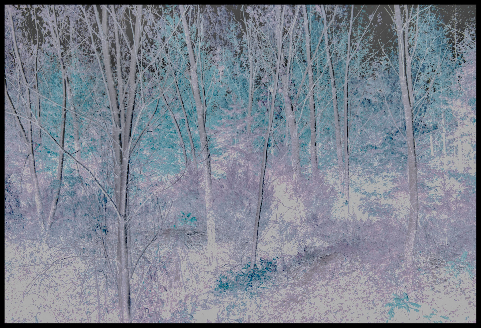 A color inverted image of a Missouri Autumn forest scene with highlighted birch trees. Finger Lakes State Park, Columbia, 1987.
