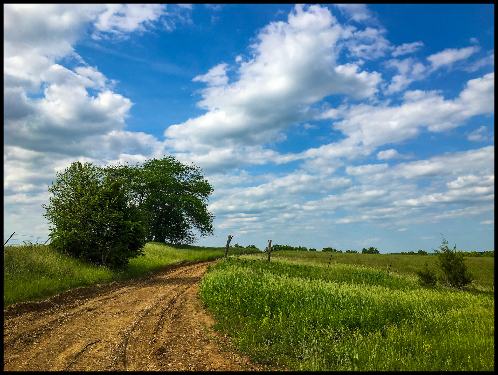A curve in a rural Northern Missouri dirt road leading through a tall green summer uncut hayfield with billowing white puffy clouds serving as a backdrop. Near Winigan, Missouri 2022
