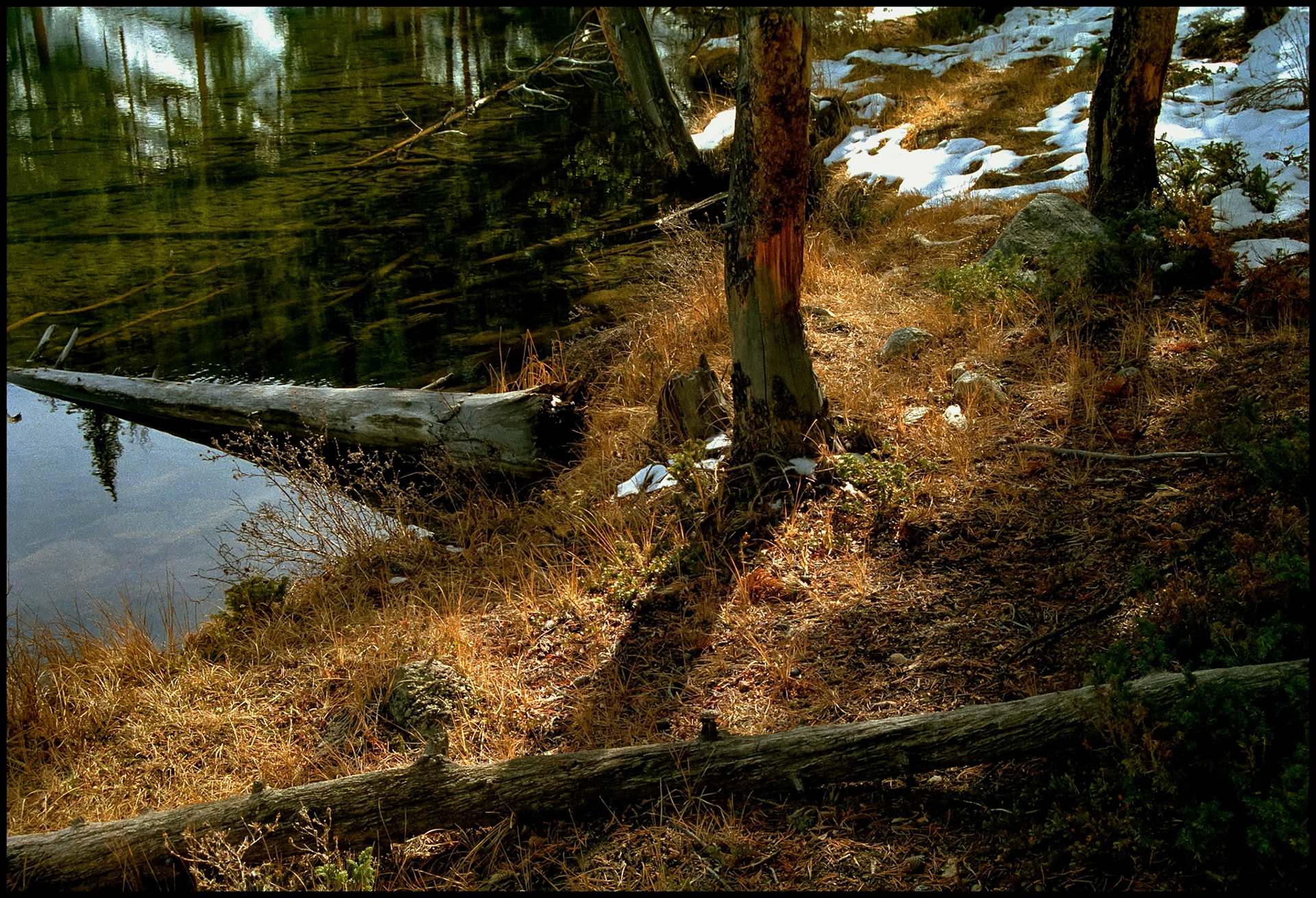 An abstract minimal nature still life of fallen and submerged logs at the shore of a mountain lake, whose crystal clear water surface is both reflective and transparent at the same time, next to trees, rocks and snow on land. Texas Lake, Taylor Park near Tin Cup Colorado USA 1993