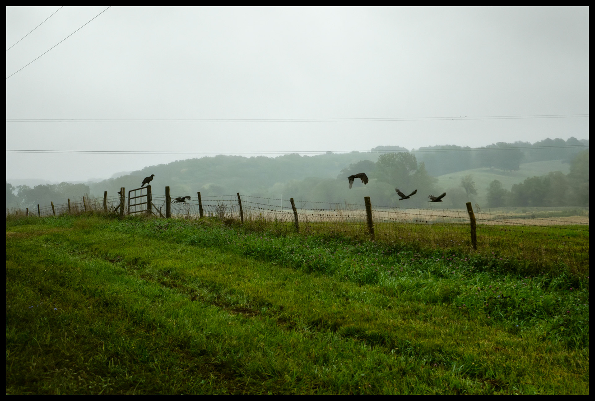 A "kettle" of five Black Vultures in various states of flight as they leave their perches atop fenceposts on a misty gloomy Autumn morning located at the base of Indian Hilll, near South Gifford, Missouri, 2023.
