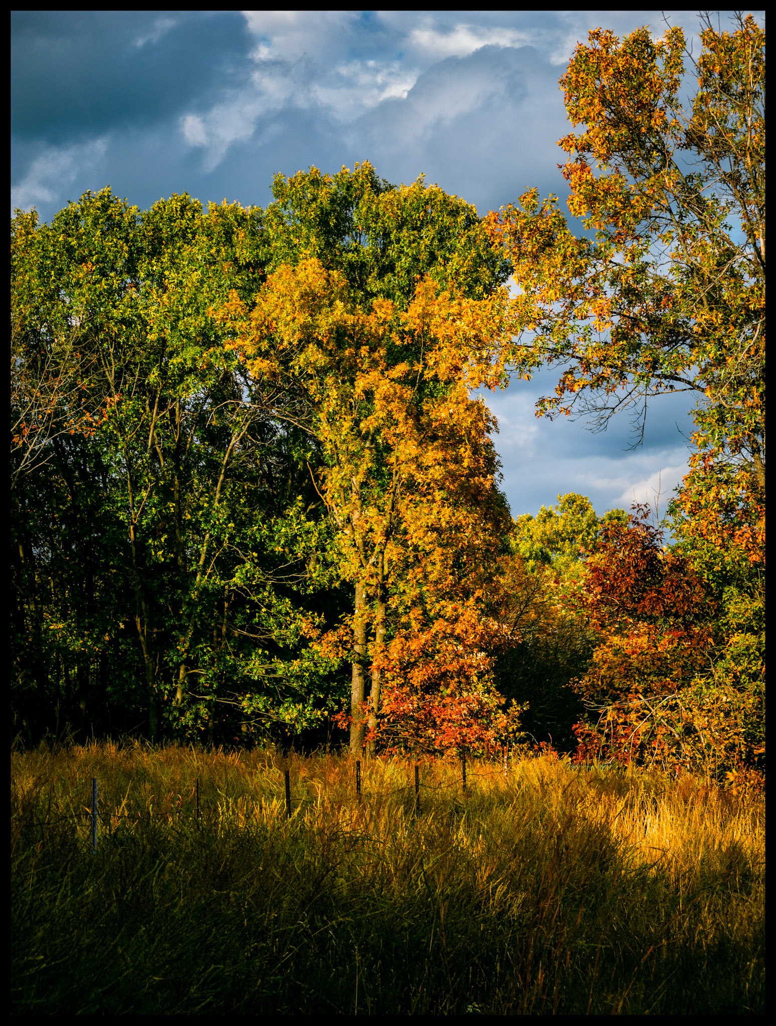 A combination of Autumn leaves in orange, red and unchanged green on a stand of trees along a fencerow highlighted by the afternoon sun shining through a break in the billowy gray clouds. In Adair county near the historic Bootjack, Missouri. 2023