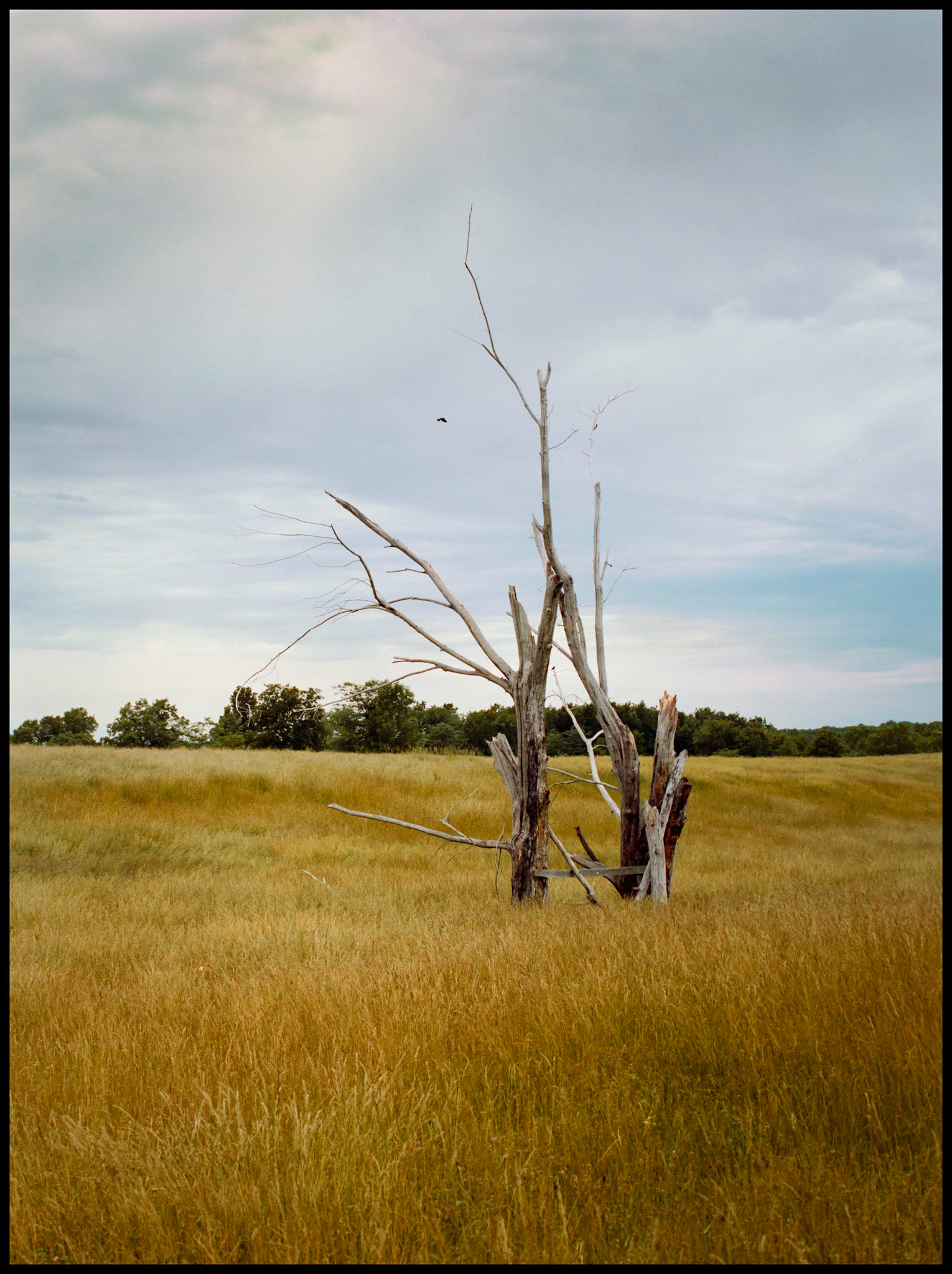 An isolated pair of dead trees in a golden hayfield on an overcast day providing a landing spot for several birds. Near Bethel, Missouri, USA, 1981.