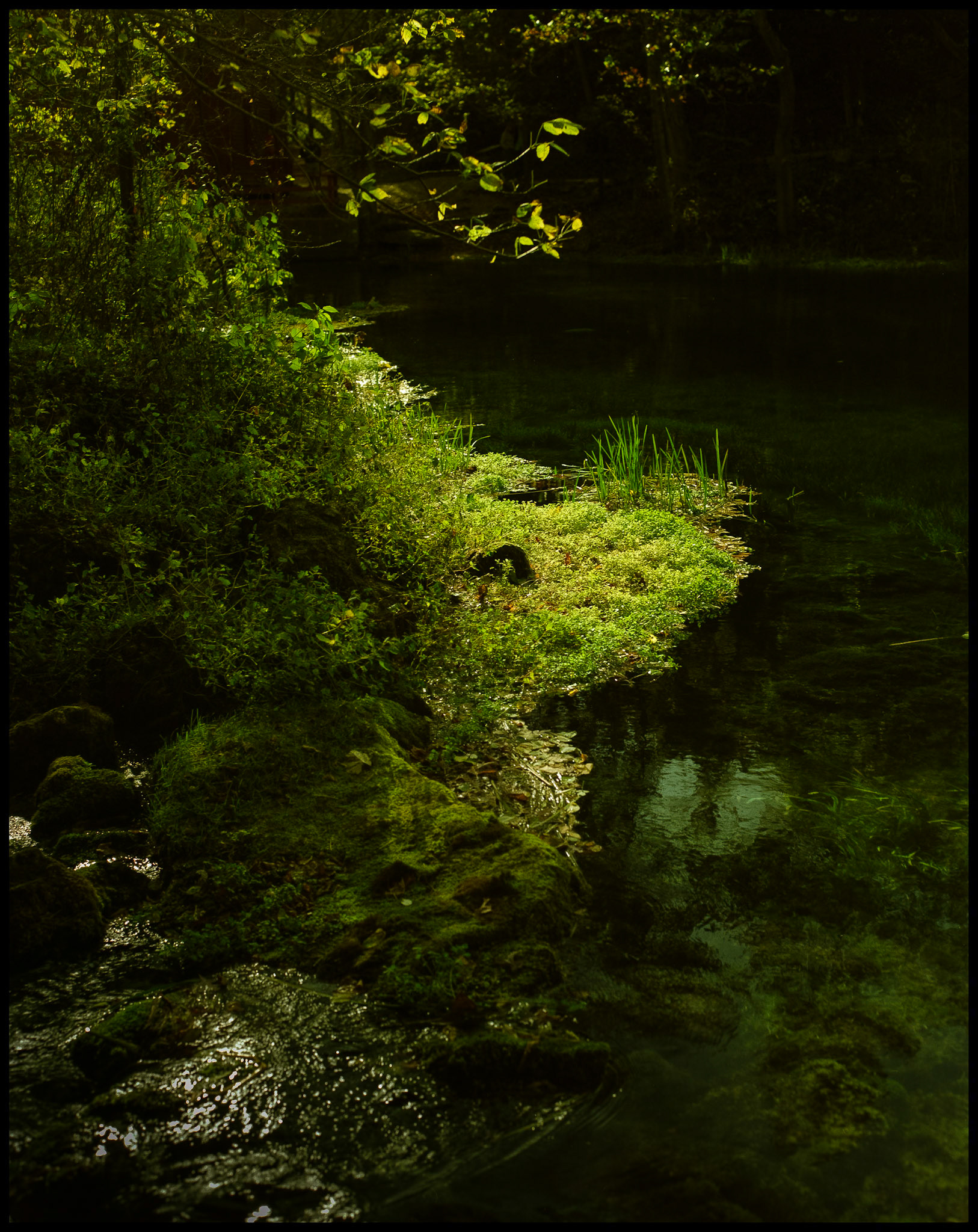 Green water grass highlighted by the sun coming through a gap in the trees at the edge of Alley Spring near Eminence, Missouri in the Ozark mountains. 1991