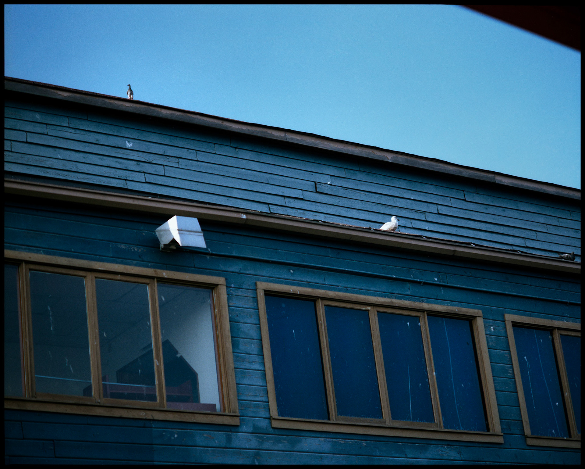 Two pigeons sitting on two different roof lines on the side of a blue building stained with droppings on the waterfront in Seattle Washington USA, 1988.