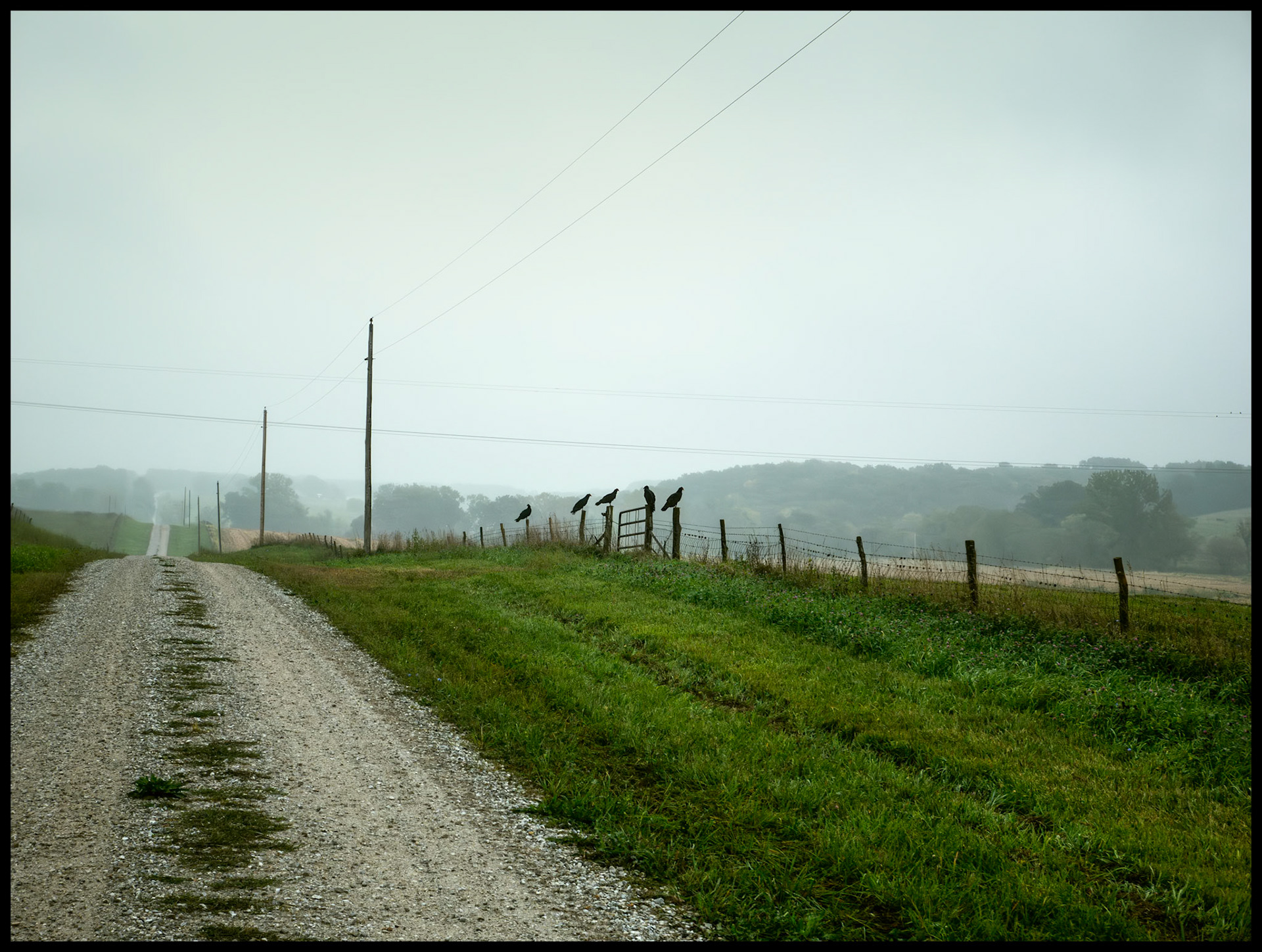 A "committee" of Eight Black Vultures perched atop fenceposts on a gloomy, misty Autumn morning next to a gravel road located at the base of Indian Hilll, near South Gifford, Missouri, 2023.