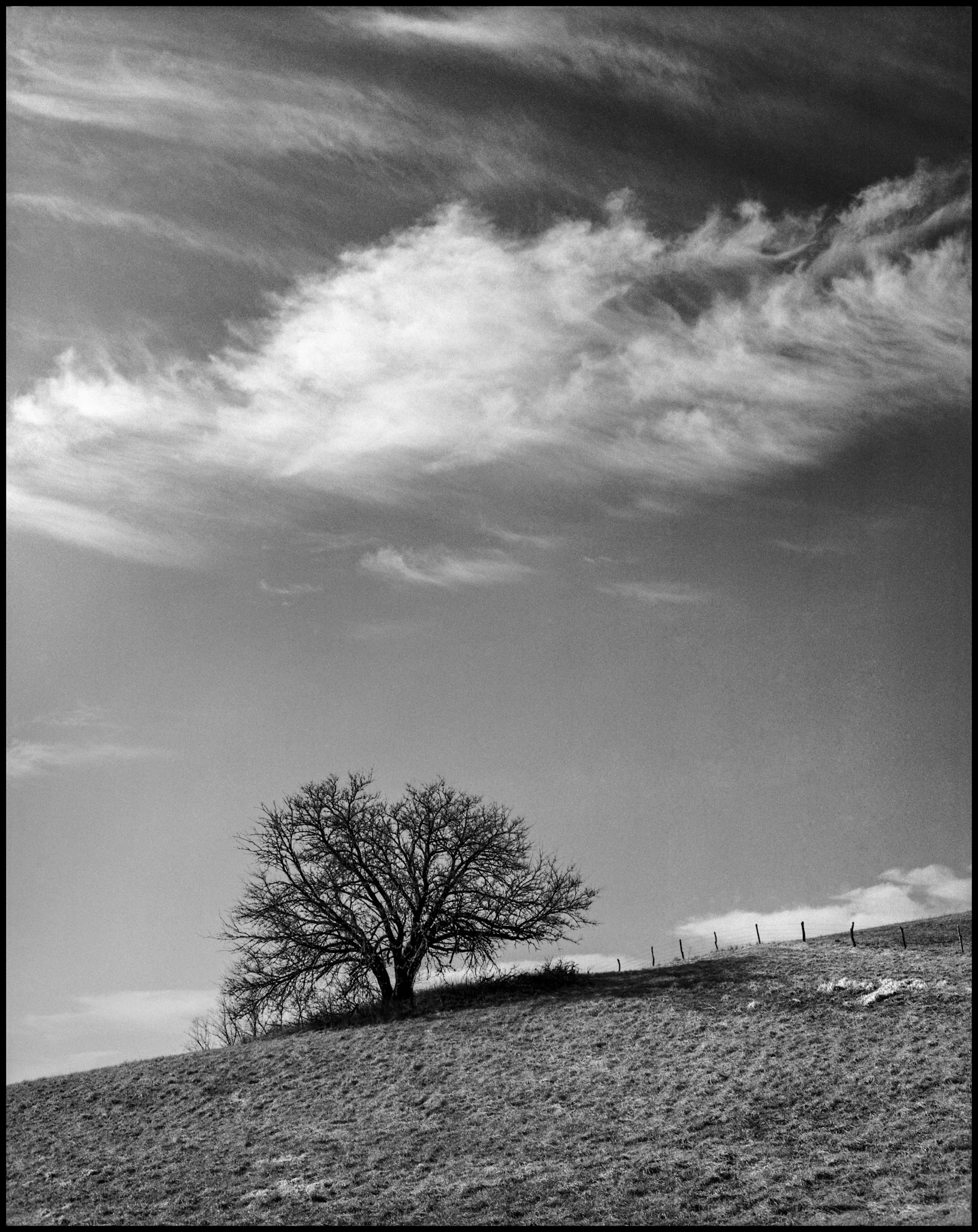 A black and white landscape featuring a solitary tree on a hillside next to a fence row with wispy cirrus clouds in the sky, near Baring, Missouri 1989