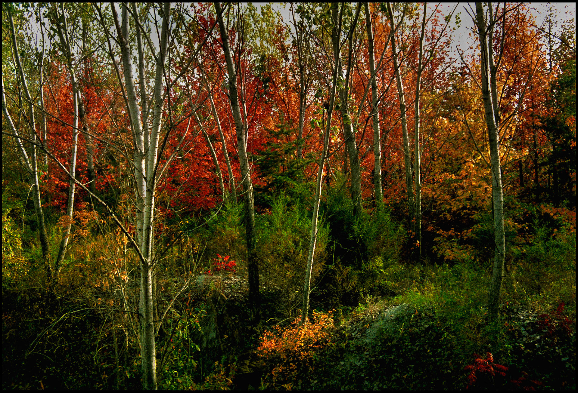Missouri autumn forest scene with highlighted birch trees and orange, red and yellow leaves with several evergreens. Finger Lakes State Park, Columbia, 1987.