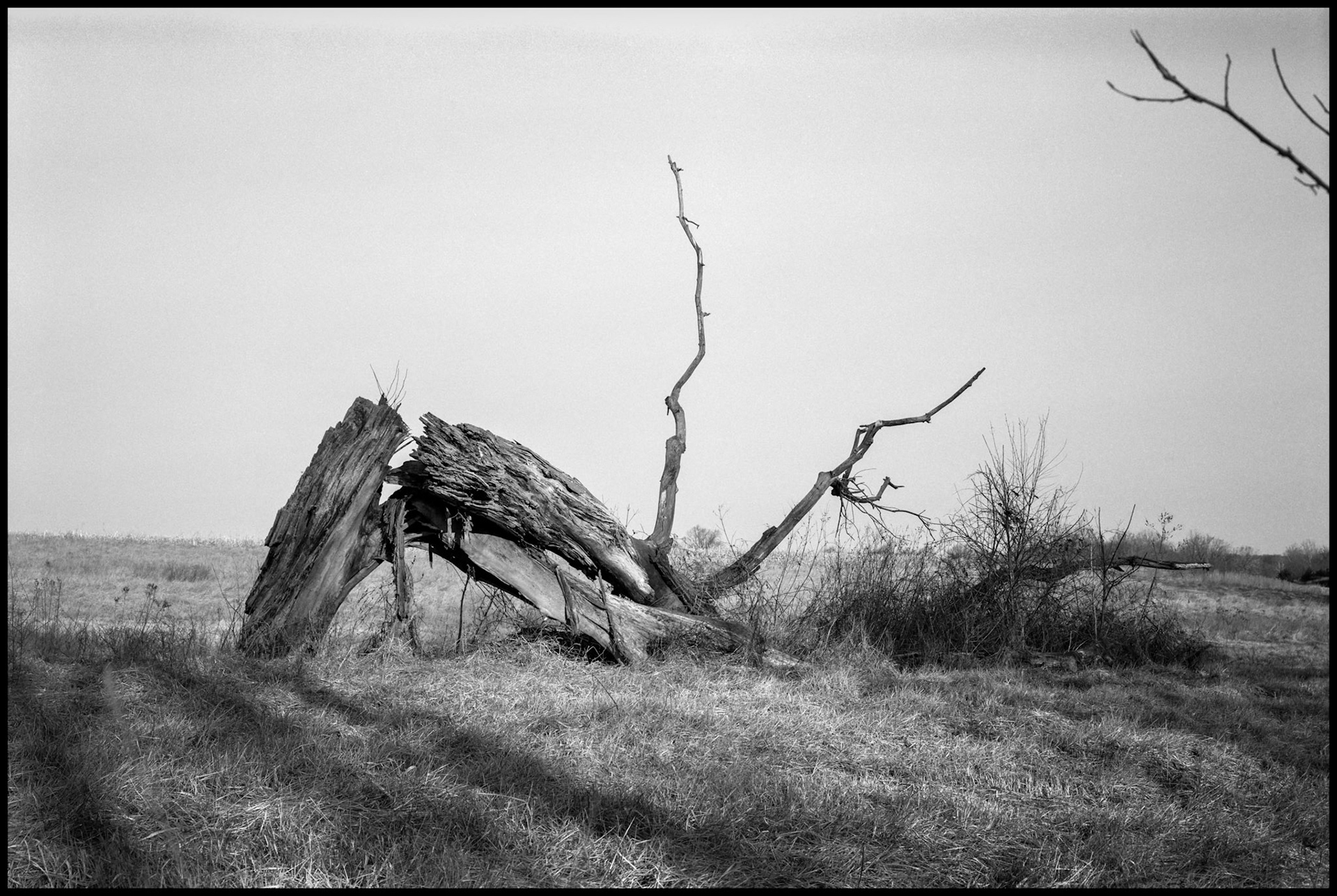 A black and white landscape of a fallen dead tree with branches extended in the air resembling antlers. Near Rocheport, Missouri 1993