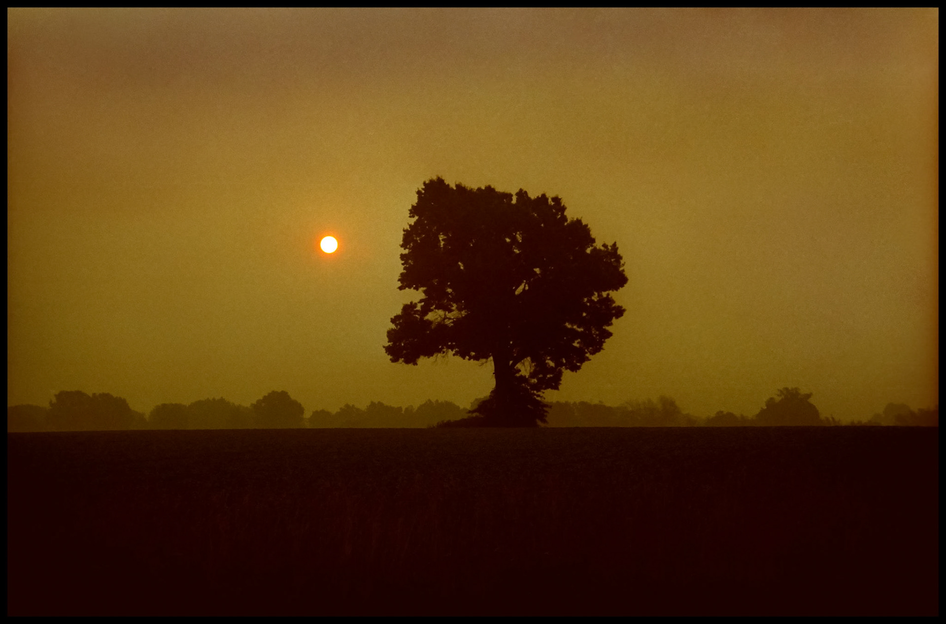 A large sprawling solitary tree in a field being silhouetted by the early Summer morning sunrise turning the sky a lovely golden hue with treetops seen in the background off in the distant mist. Near Moberly, Missouri, 1989.