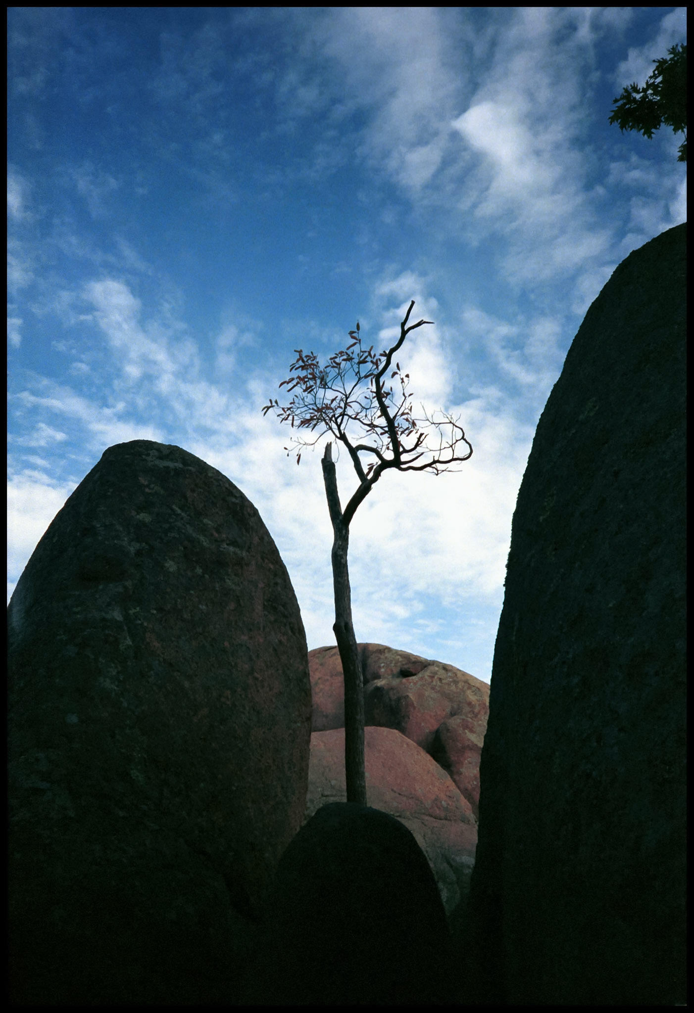 A solitary tree struggling, against all odds, to reach up to the sky and survive in a field of boulders. Elephant Rocks State Park, Graniteville, Missouri USA, 1999