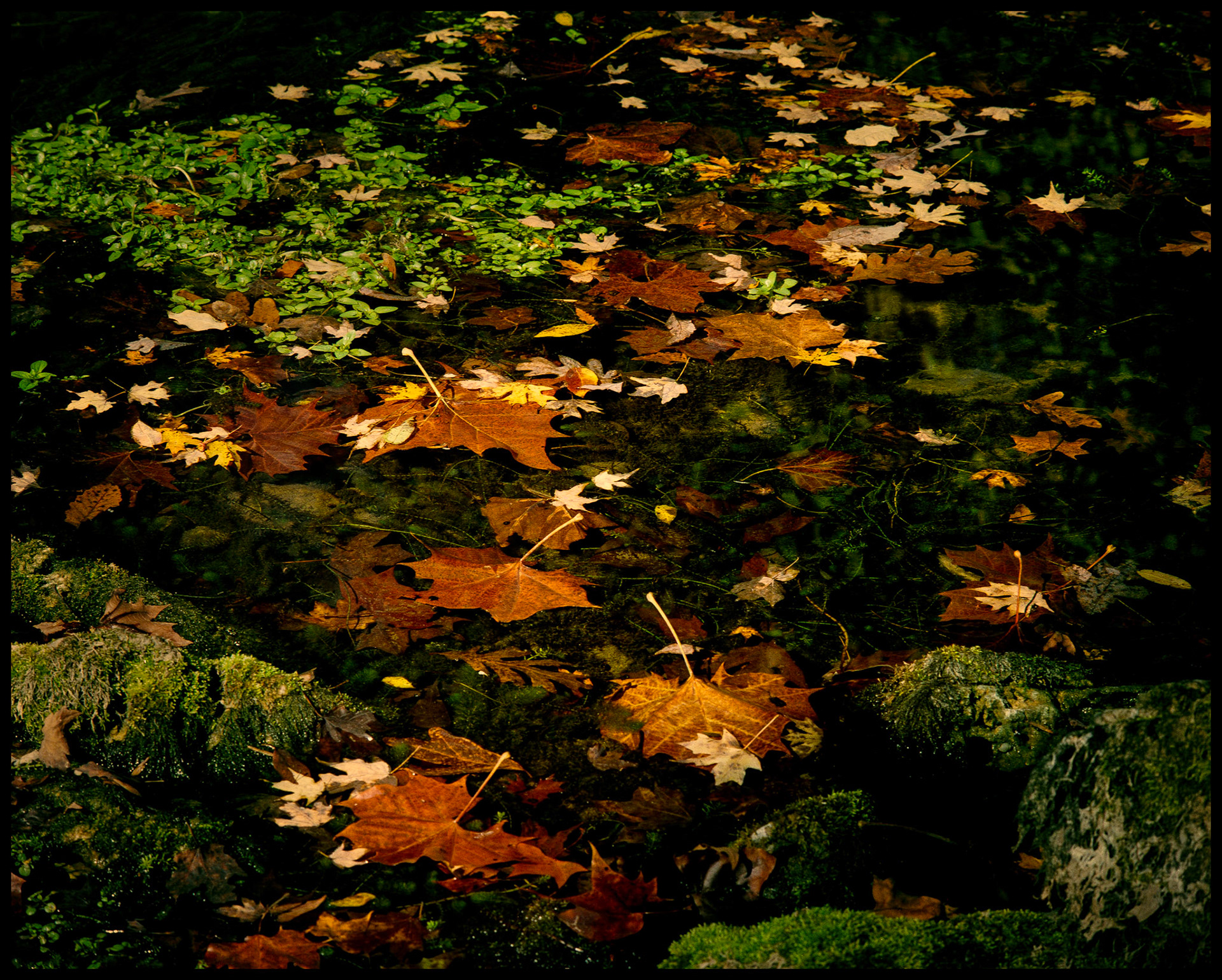Floating fallen Autumn leaves, water grass, and algae covered rocks in a spring pool at Alley Spring near Eminence, Missouri 1989