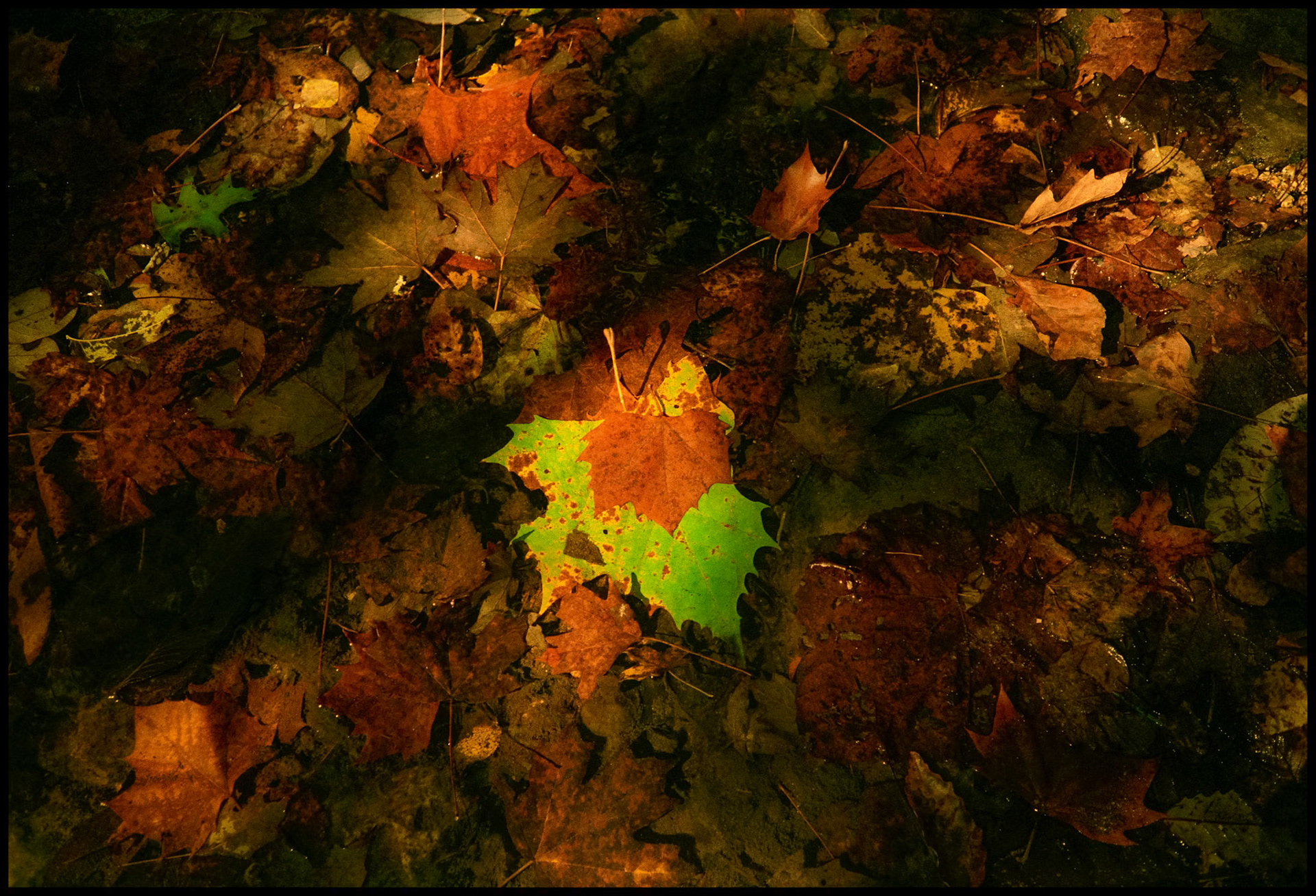 Various color fallen Autumn leaves with one spotlighted by the sun in the Missouri Ozark Mountains. 1991