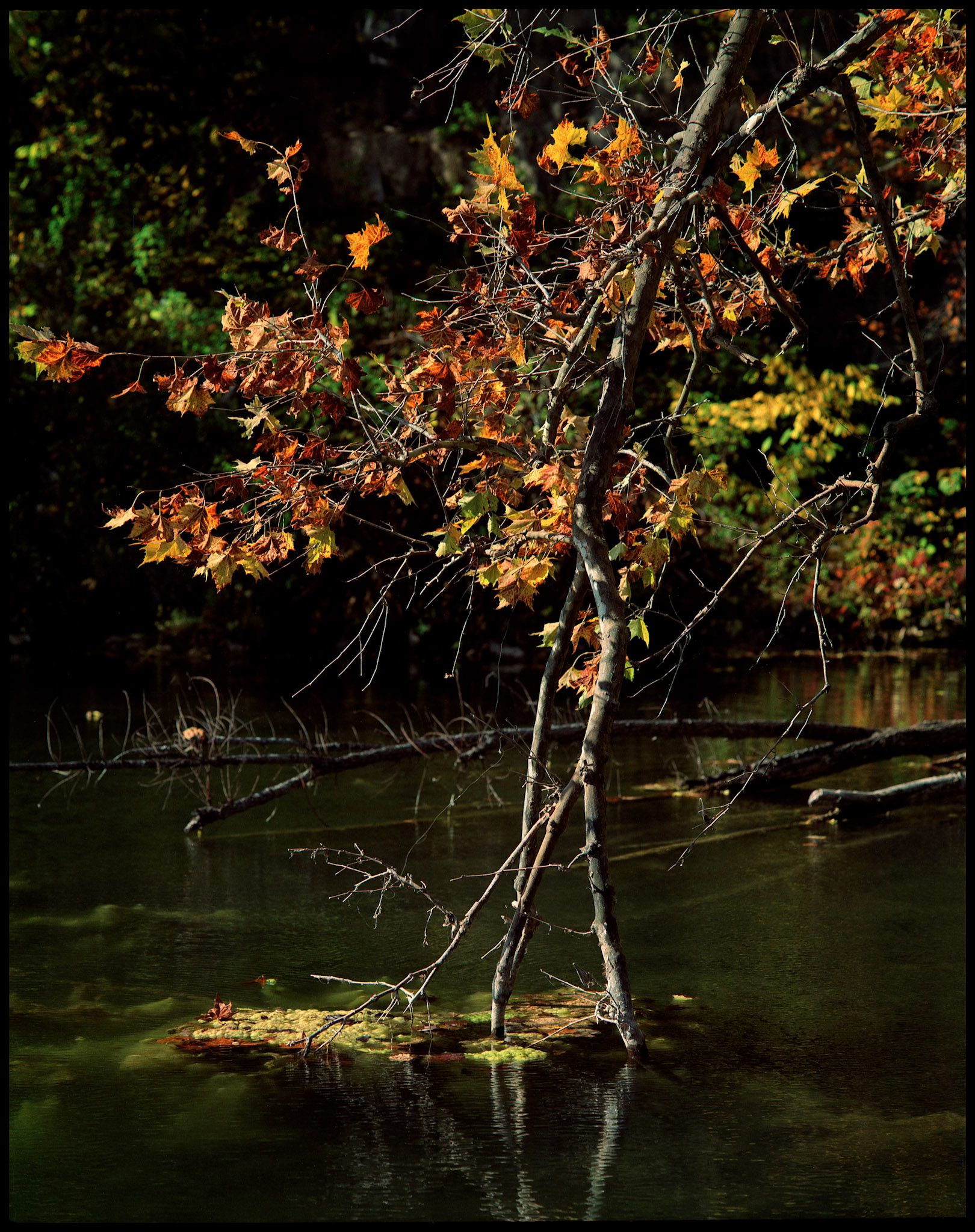 A hanging broken branch of a tree partially submerged in the water still adorned with its colorful orange and yellow Autumn leaves. Falling Spring Mill near Winona, Missouri USA, 1991.