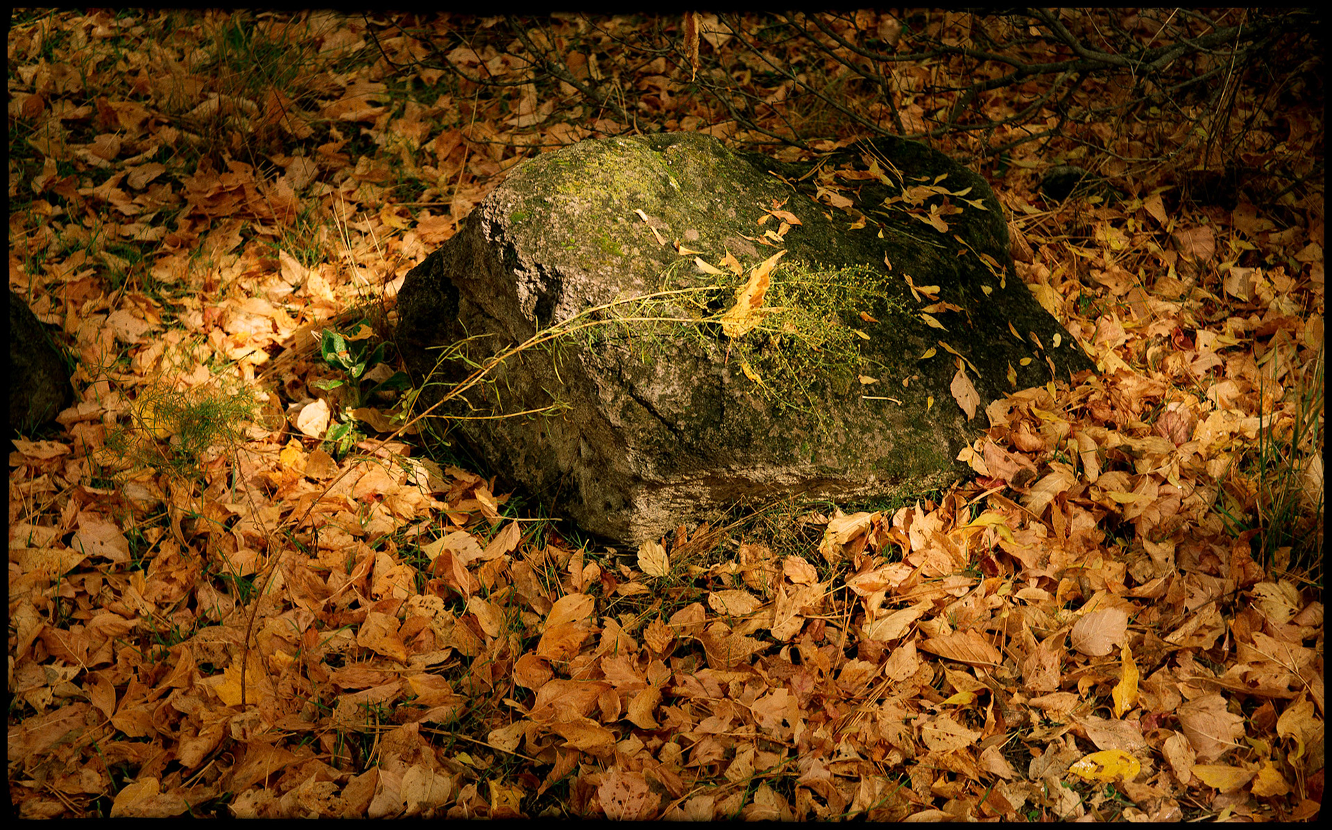 A forest still life with a withering plant leaned over on a rock in Bandalier National Monument, New Mexico spotlighted by the sun amongst the Autumn Leaves. Near Los Alamos, New Mexico USA 1993