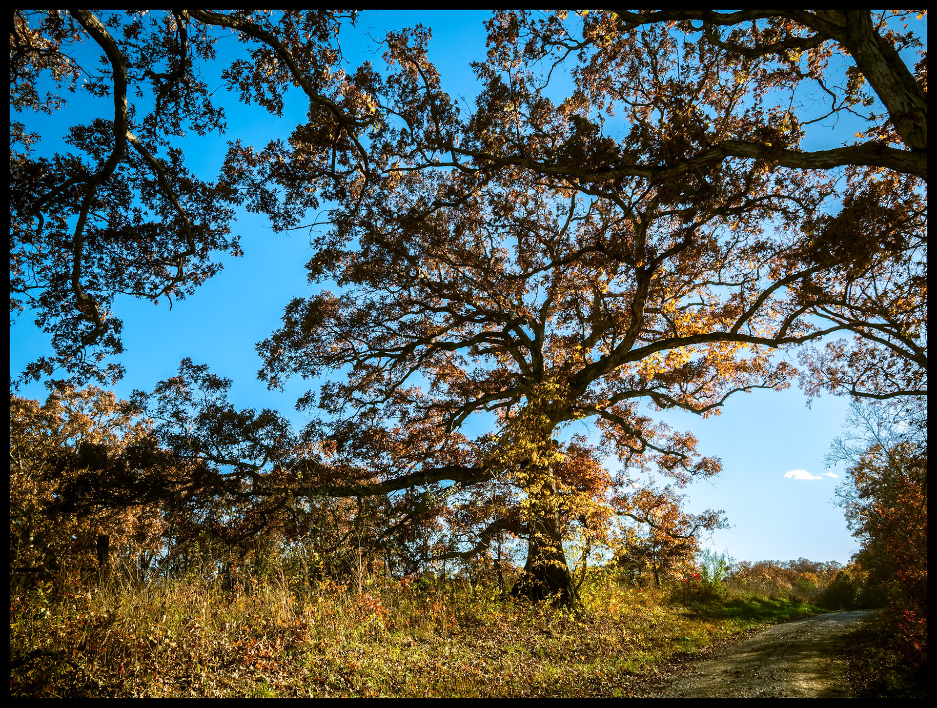 A sprawling tree with it's bright orange and yellow leaves sidelit by the late afternoon Autumn sun at the bend of a dirt road near Yarrow, Missouri. 2025