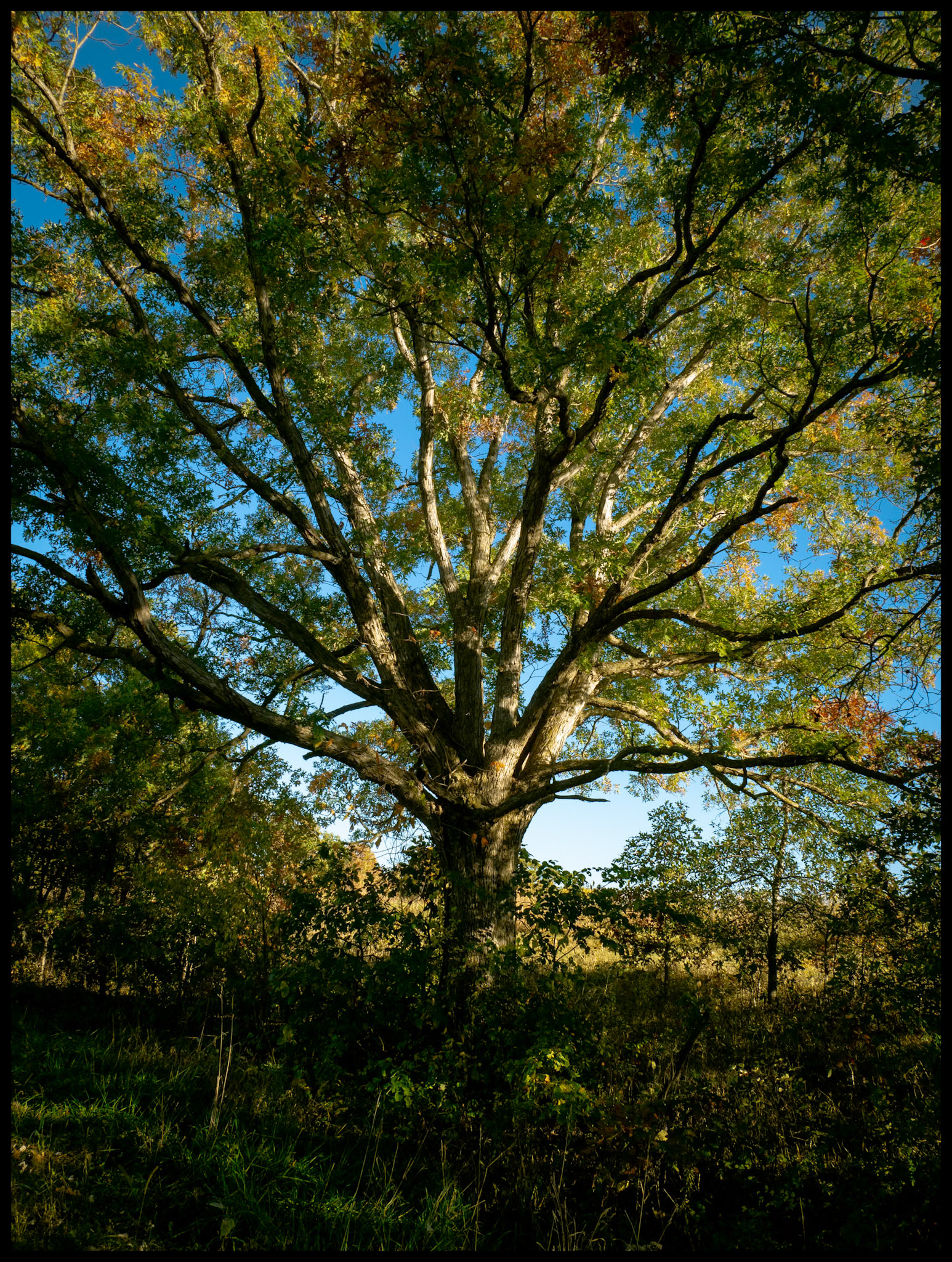 A large sprawling tree with its leaves in the midst of their Autumn color change sidelit by the late afternoon sun at the edge of  a pasture. Near Novinger, Missouri. 2023