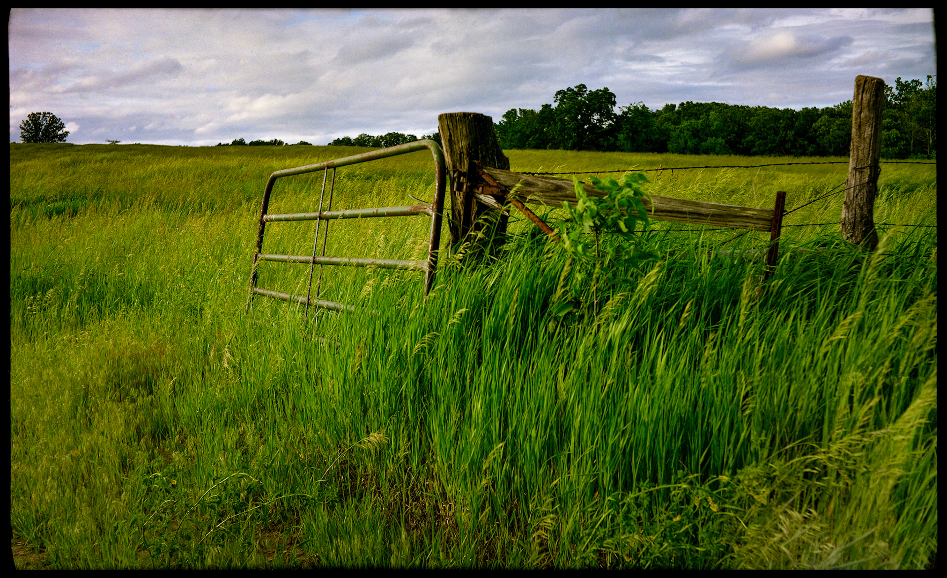 A rustic pastoral scene of an open gate in a fence row leading to a pasture full of green mid-summer grass ready to be cut for hay with purplish gray clouds adorning the sky in the background.
