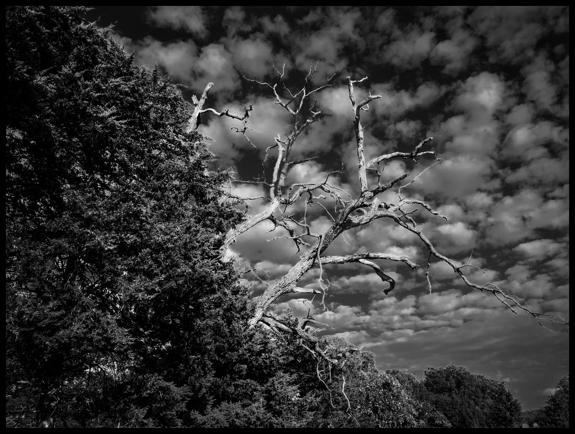 The branches of a dead tree sticking out from the surrounding live trees highlighted by the afternoon sun contrasting the dark sky behind. Near Novinger,  Missouri. 2023