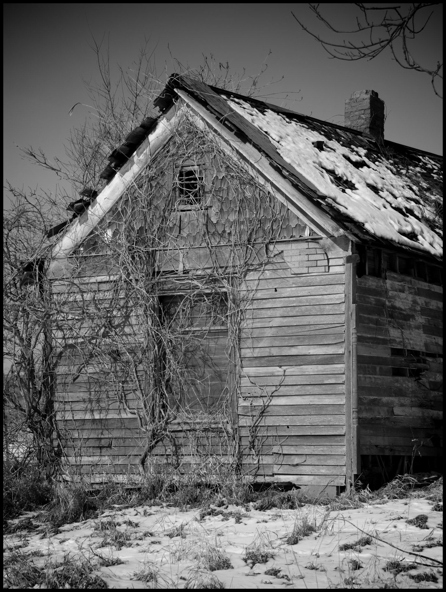 Black and Wite rural winter scene of vine covered abandoned house in the snow.