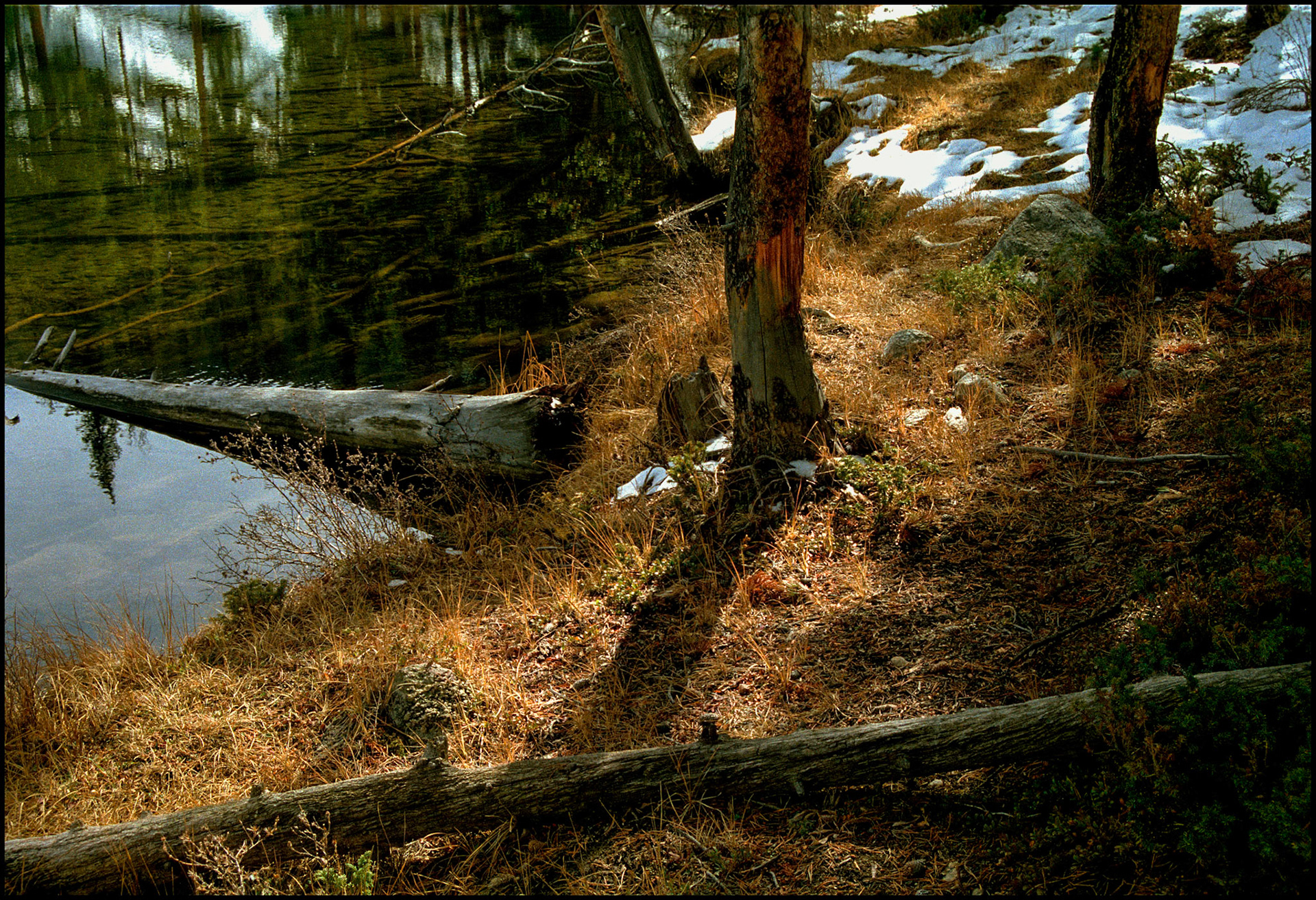 An abstract minimal nature still life of fallen and submerged logs at the shore of a mountain lake, whose crystal clear water surface is both reflective and transparent at the same time, next to trees, rocks and snow on land. Texas Lake, Taylor Park near Tin Cup Colorado USA 1993