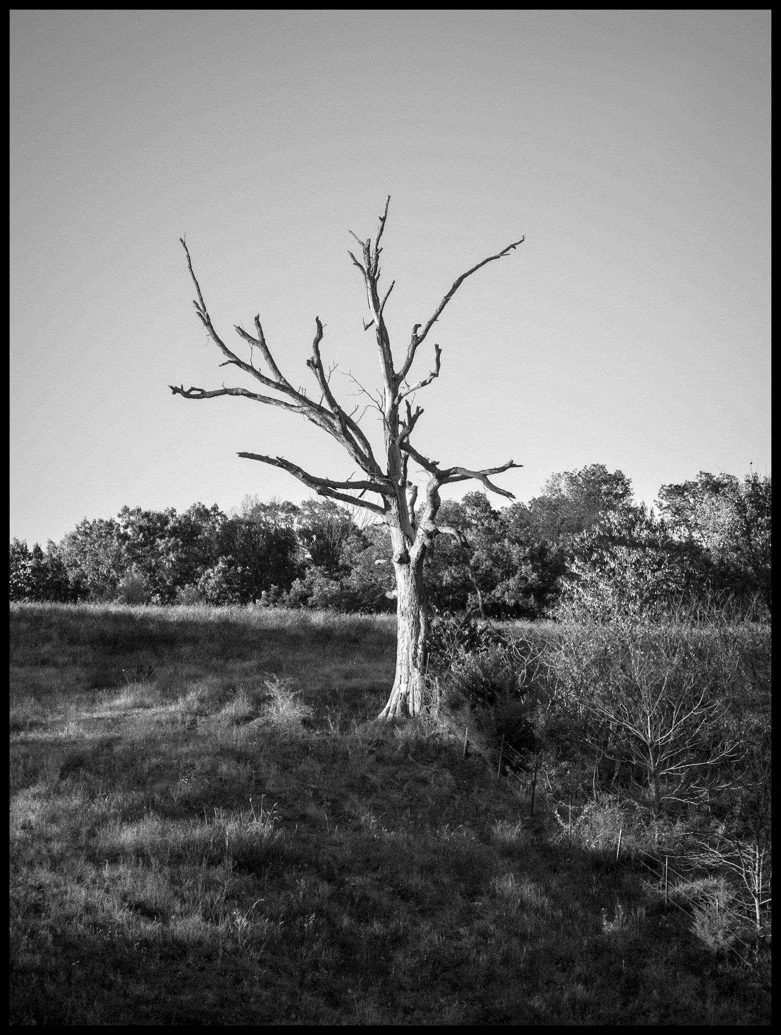 A once sprawling dead tree on a hillside sidelit by the evening sun casting deep shadows making it's last stand. Near Novinger, Missouri, 2023.