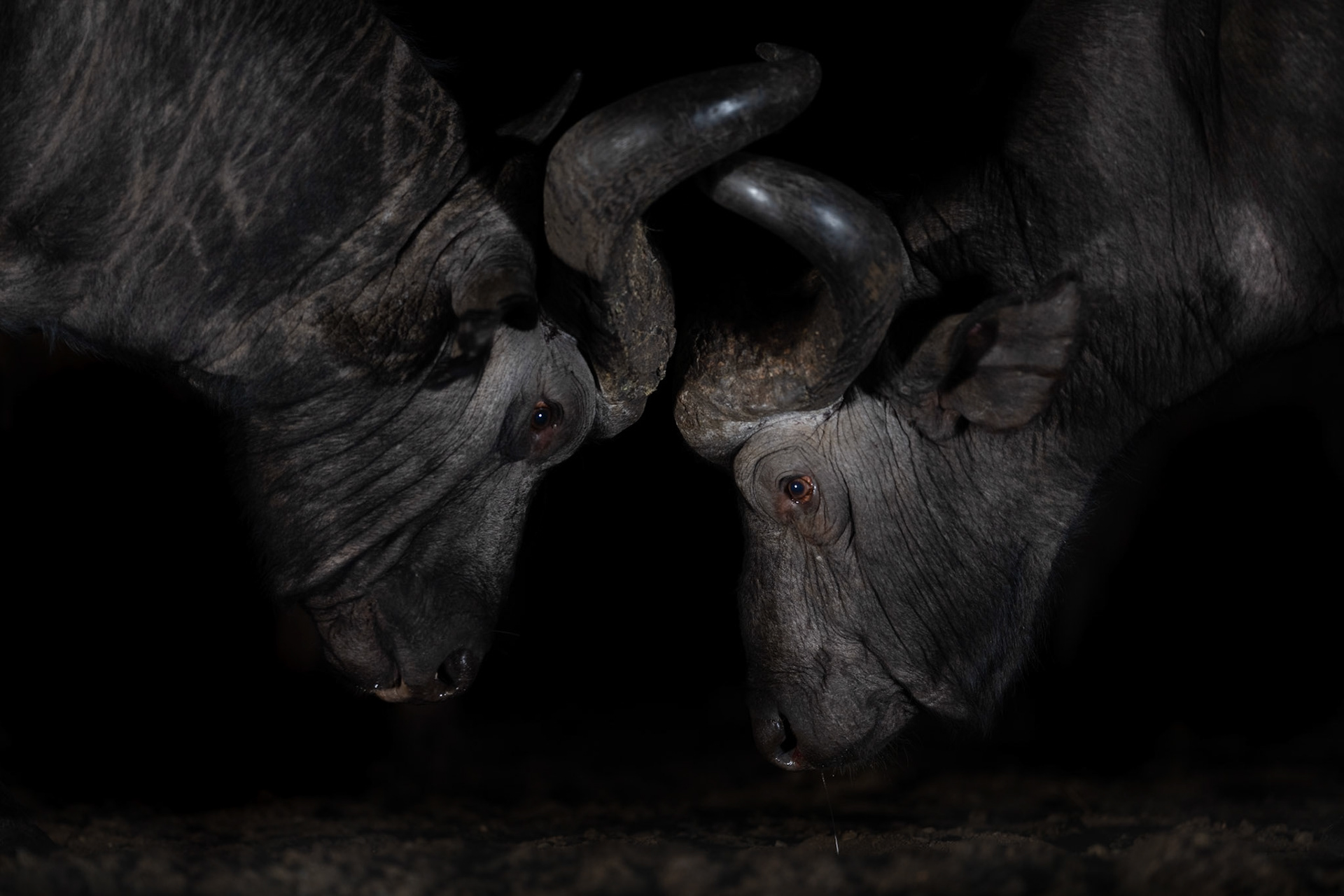 Locking horns in the night