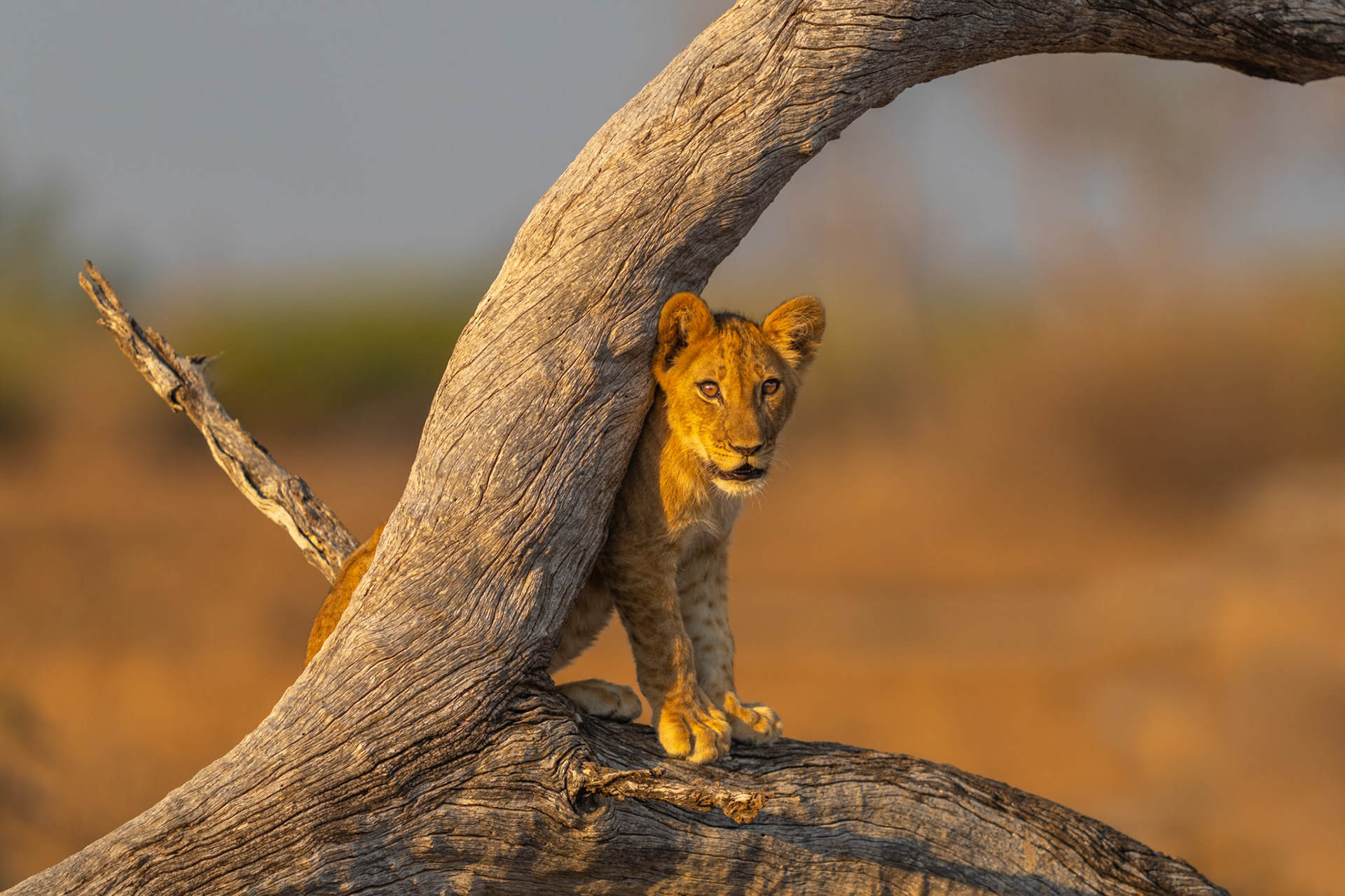Little lion in the light