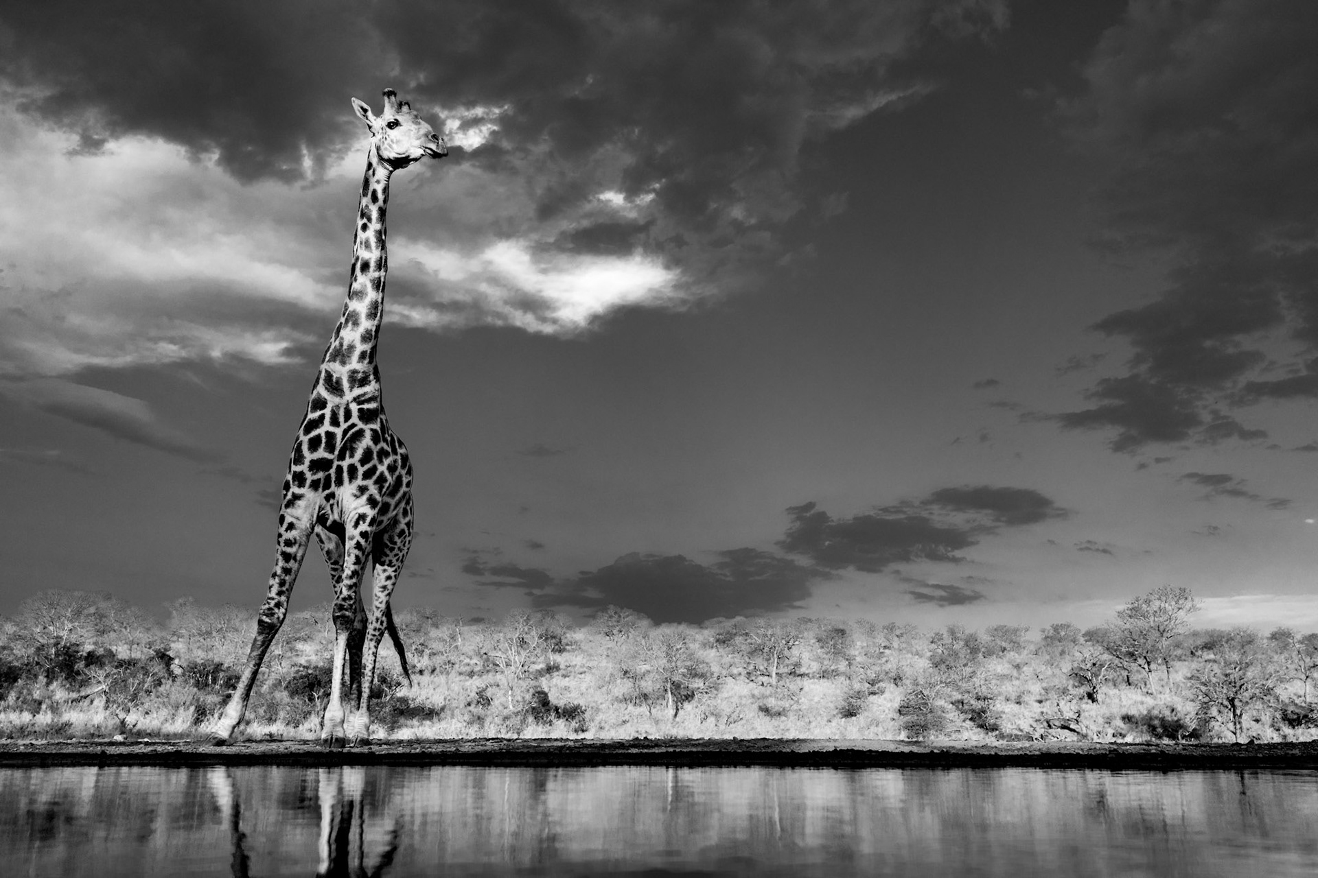 Towering above