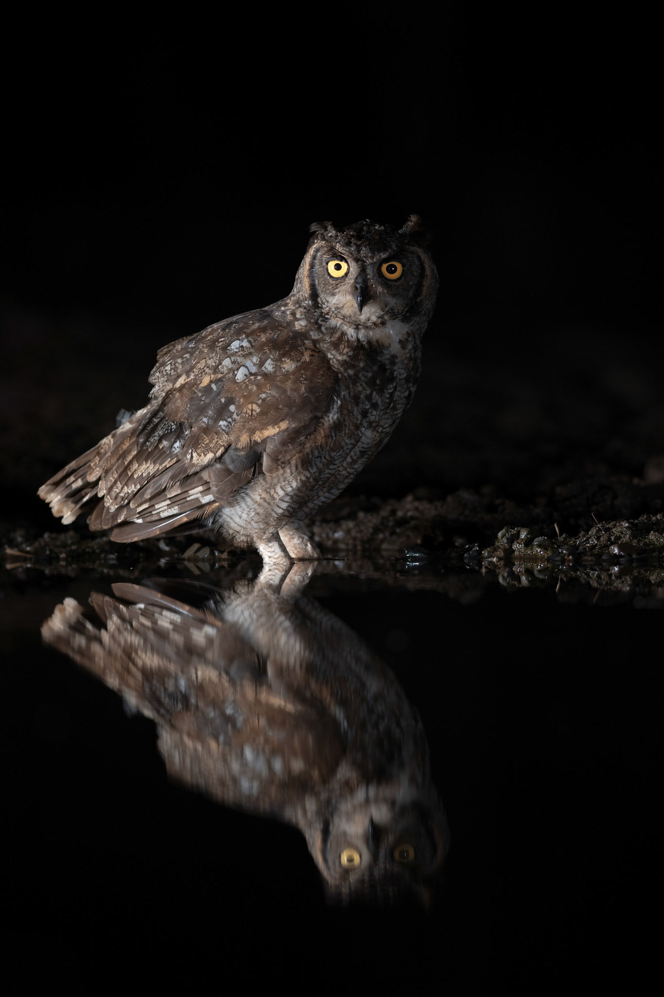 Owl reflection