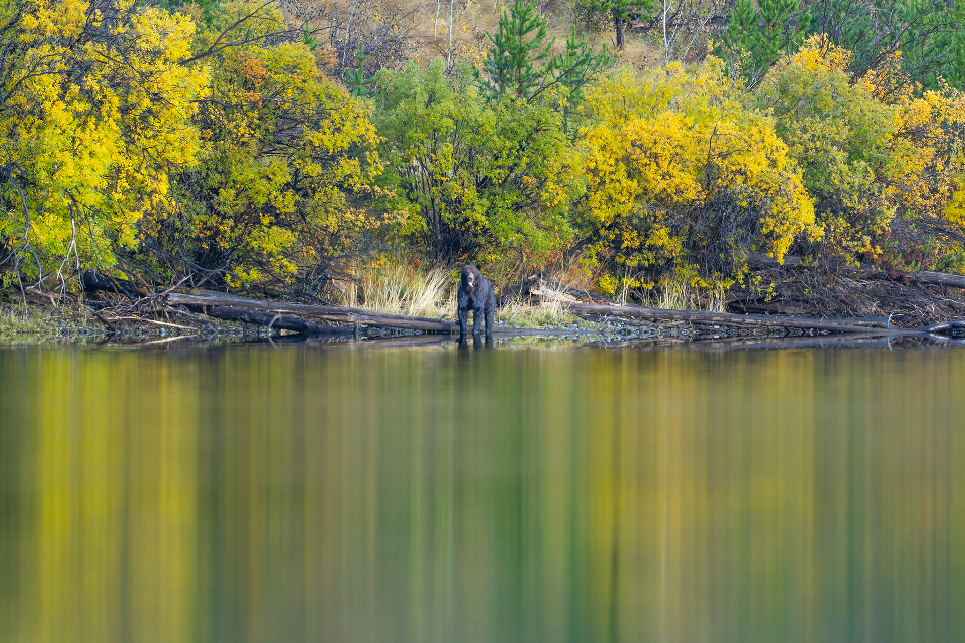 Black bear in the fall