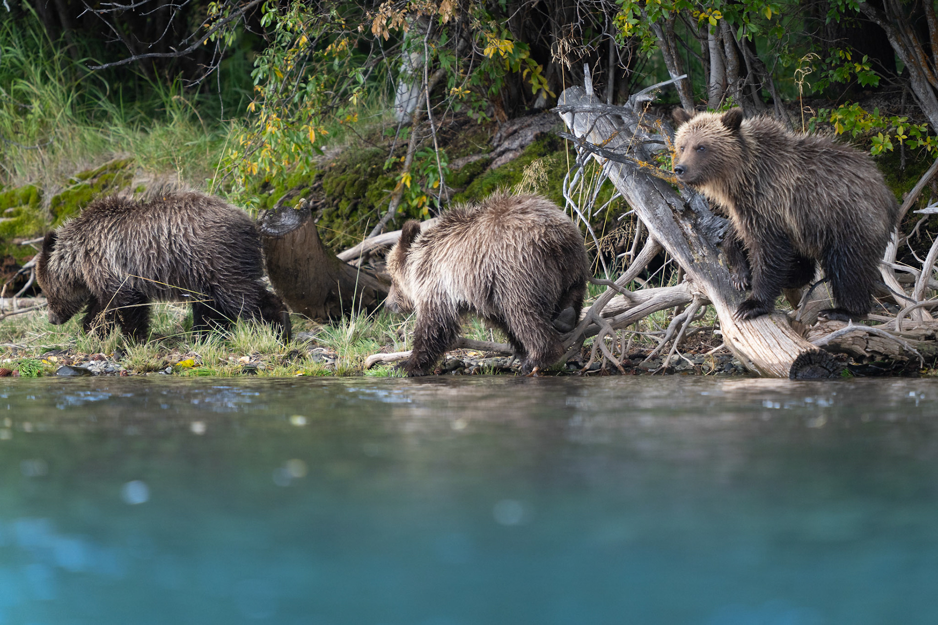 Cubs take a walk