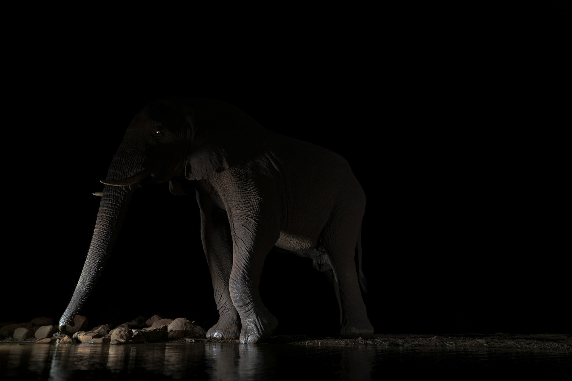 Elephant at night