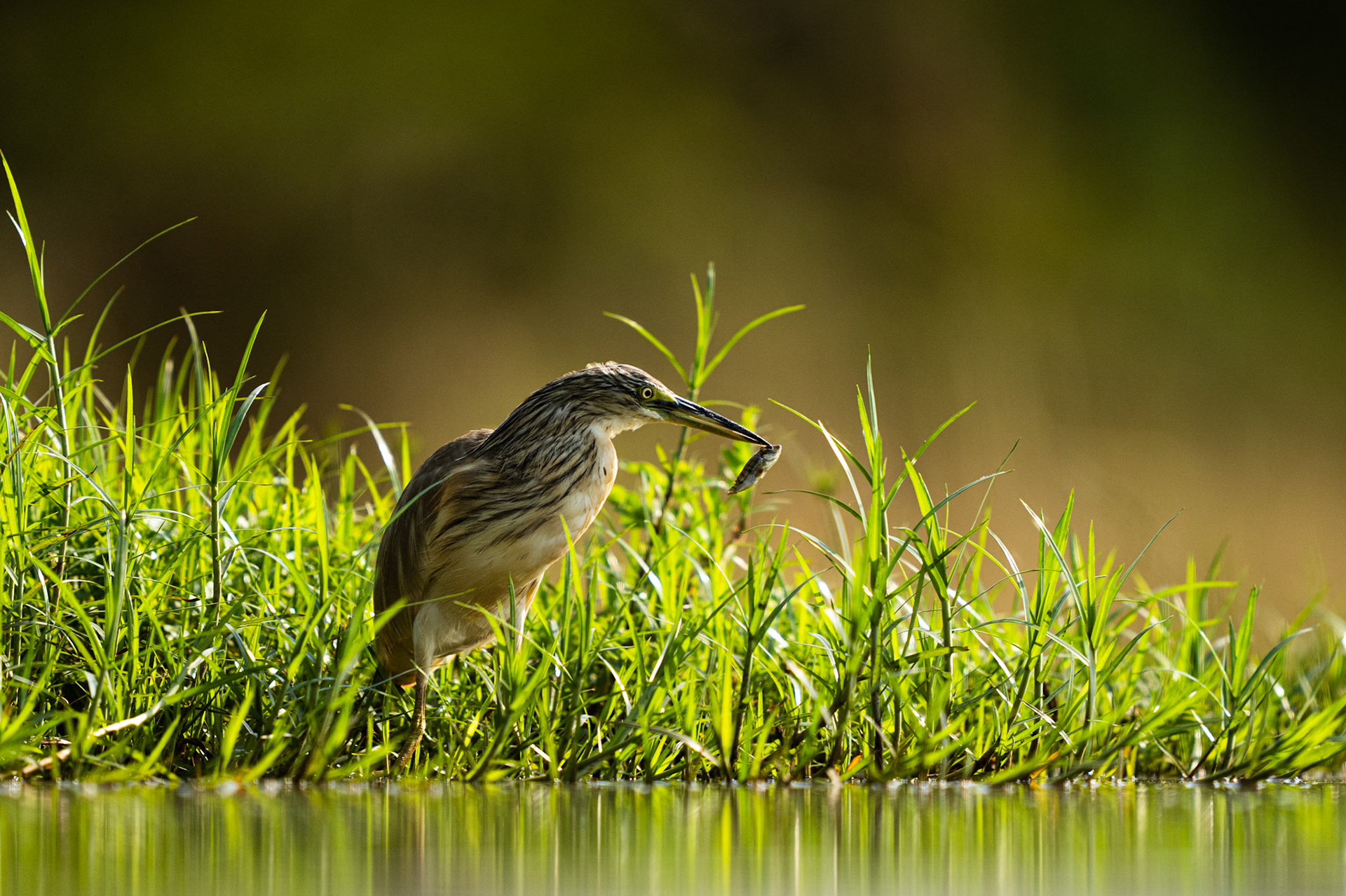 Squacco heron catch