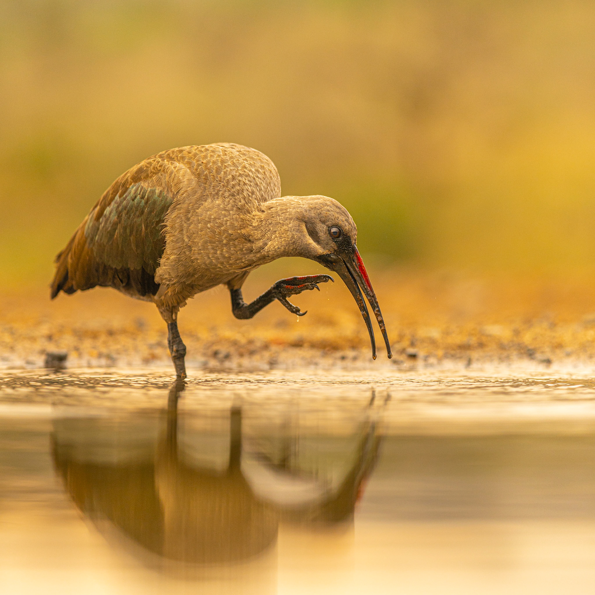 Hadeda ibis