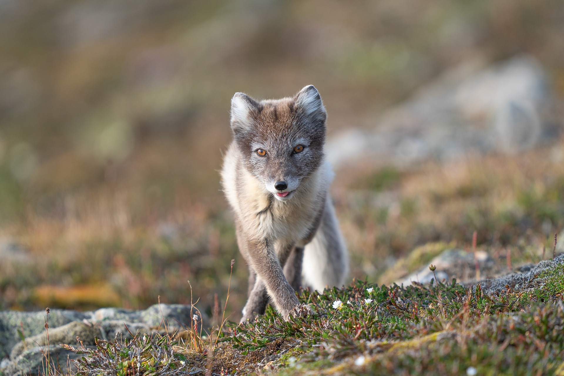 Mr. Arctic Fox
