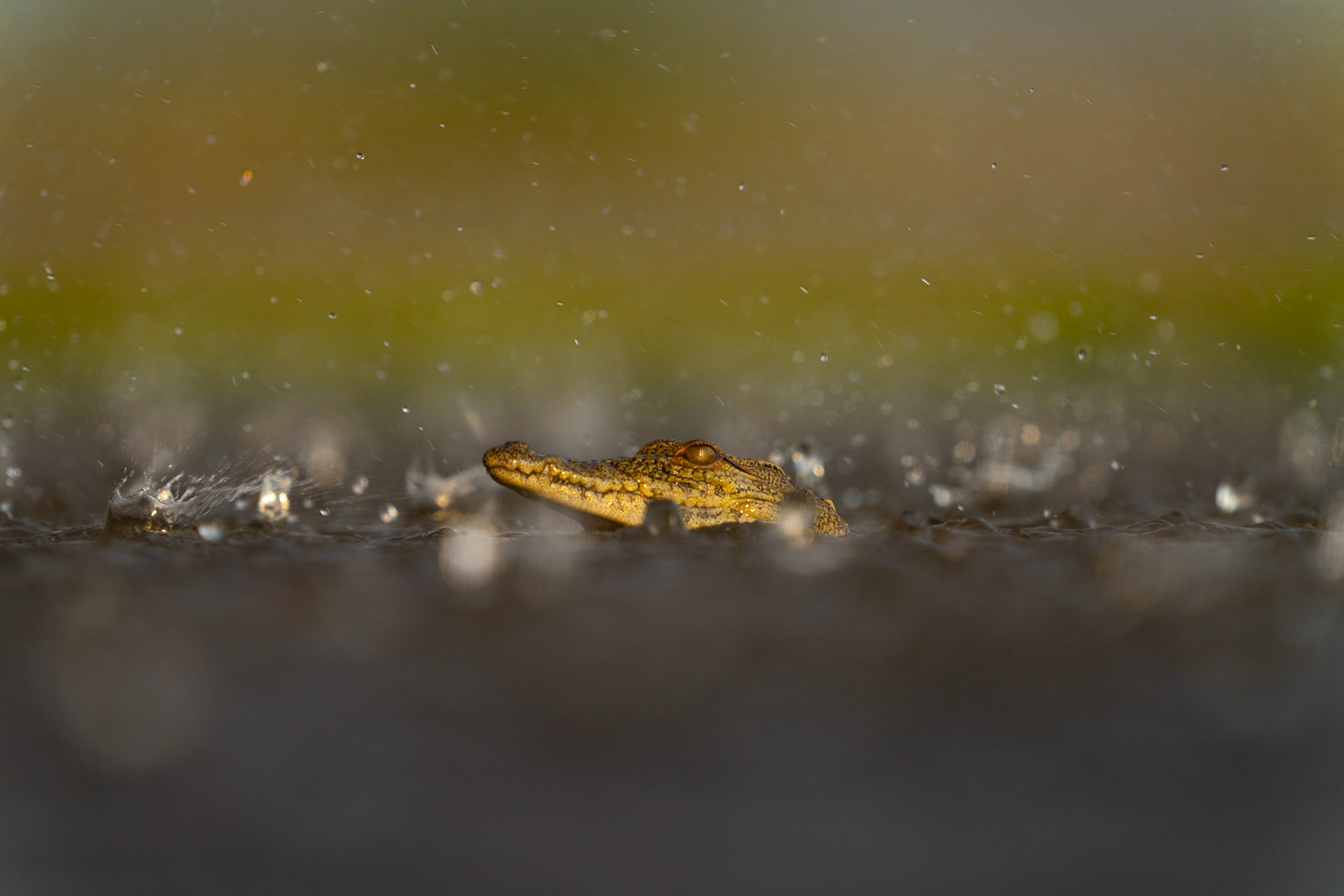 Little croc in a rainstorm