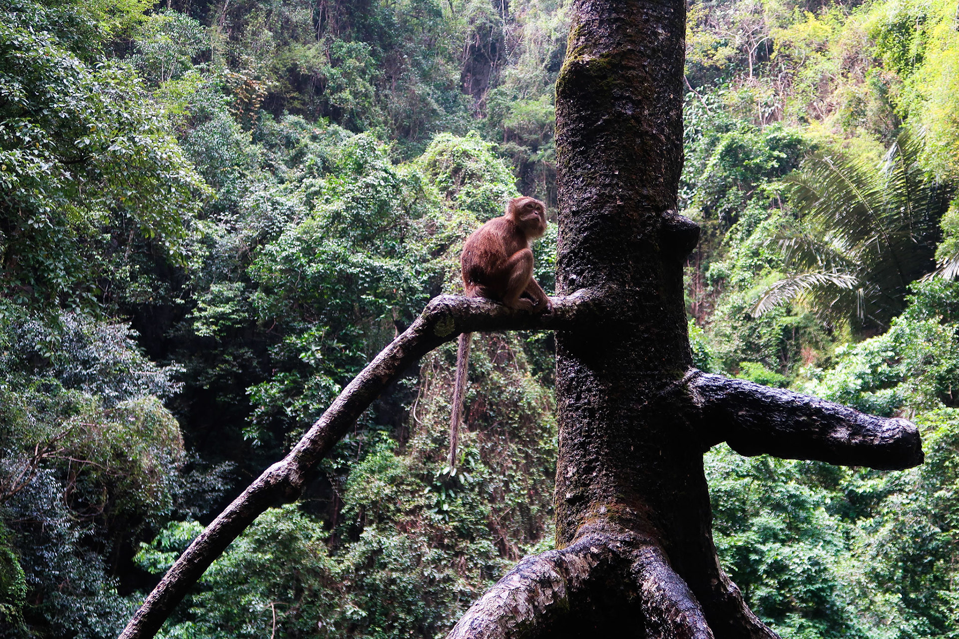 A general view of a monkey – Ao Phang Nga National Park, Thailand