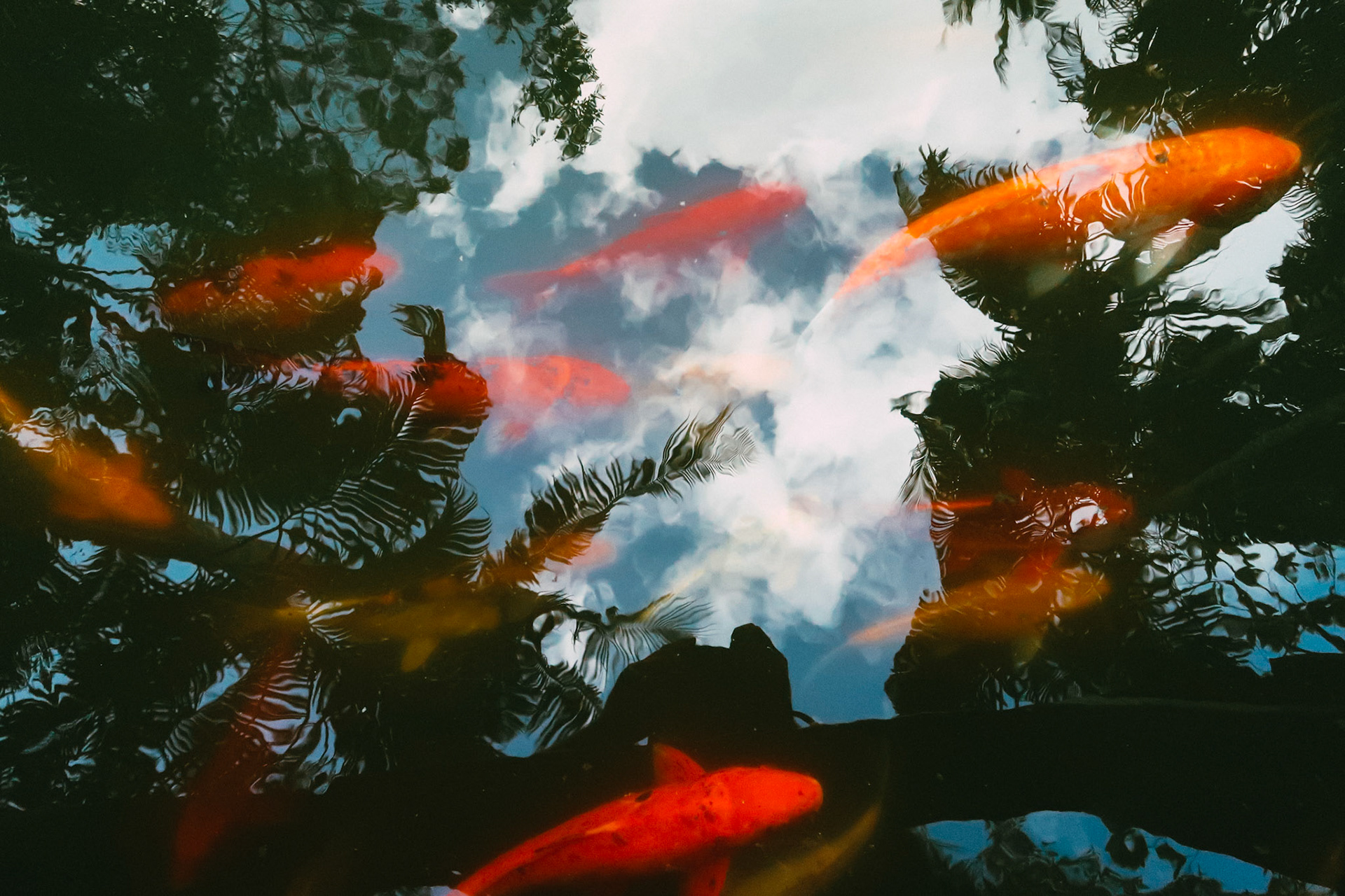 The sky is seen in the reflection of a pond of Koi fish – Koh Lanta, Thailand